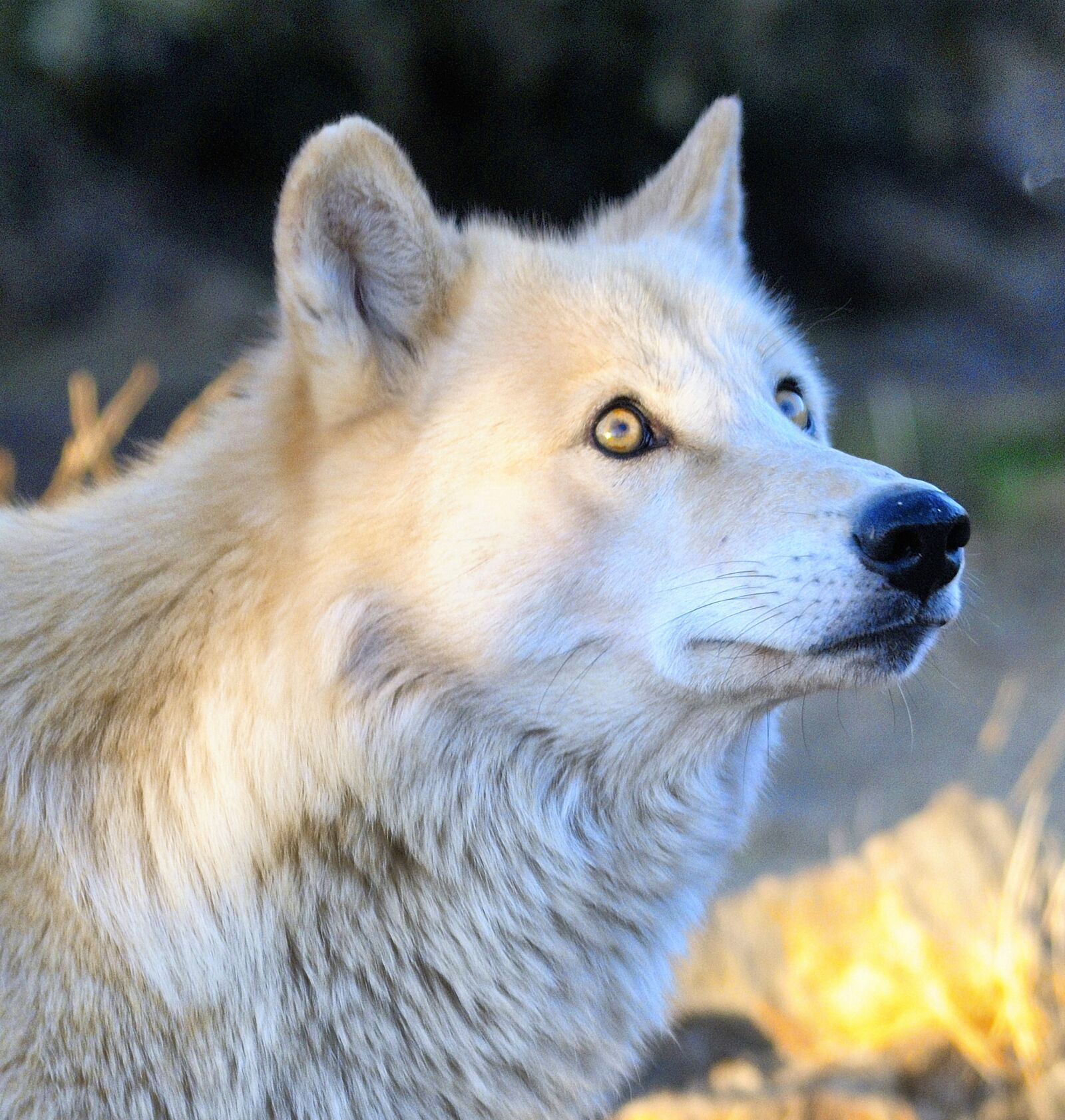 Nikon D300 sample photo. Wolf, wolves, animal photography