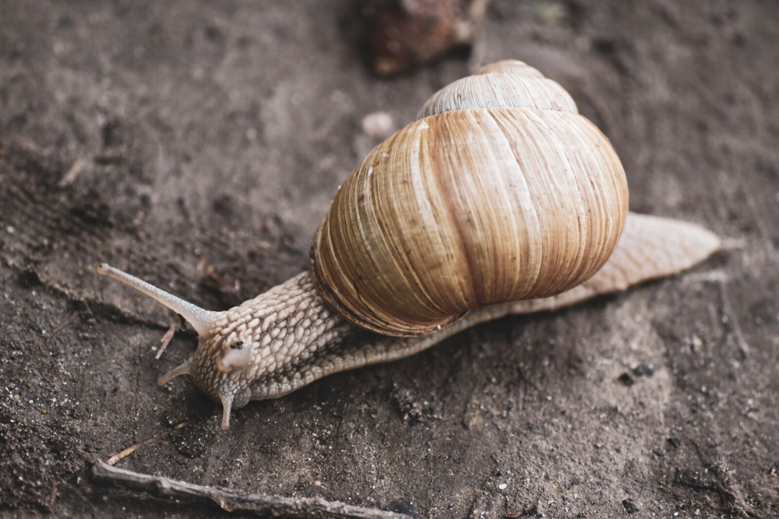 Nikon D5500 sample photo. Snail, éticsiga, slow photography