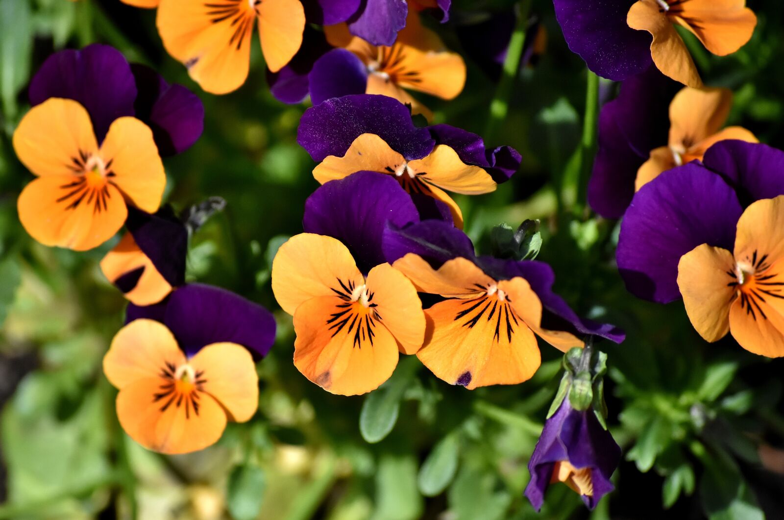Nikon D7200 sample photo. Pansy, flower, spring photography