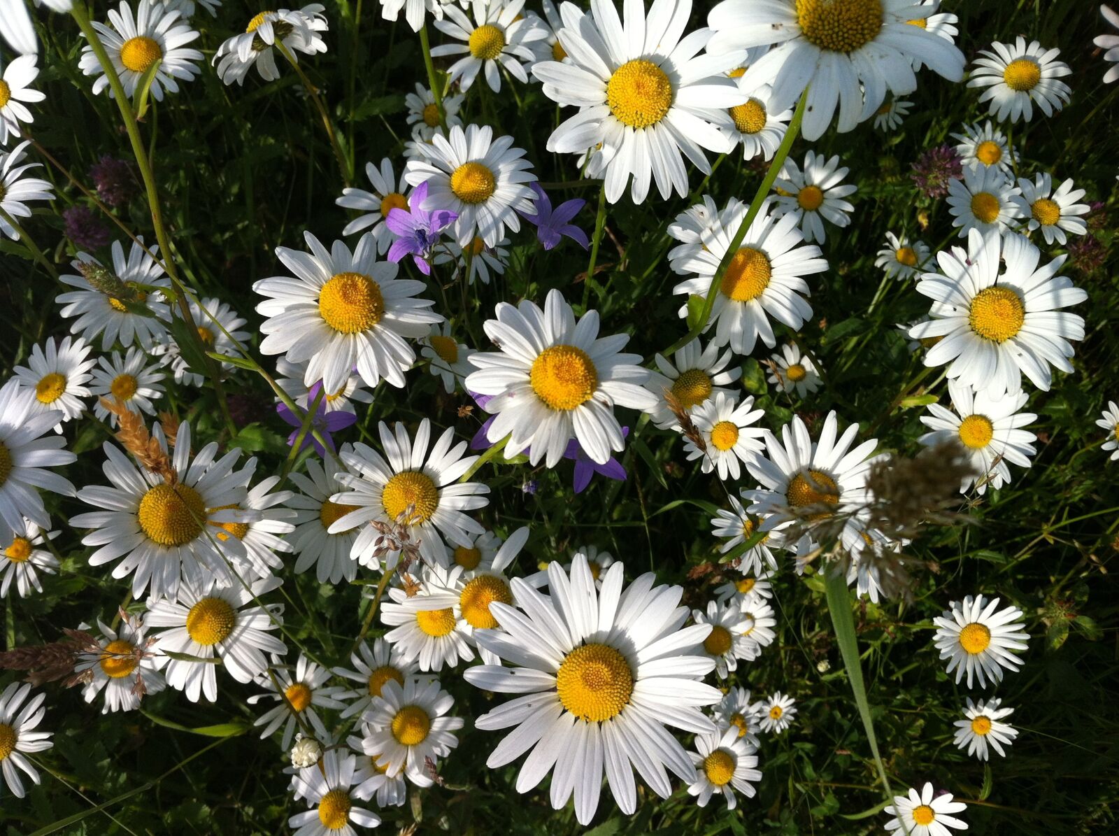 Apple iPhone 4 sample photo. Flower meadow, summer, meadow photography