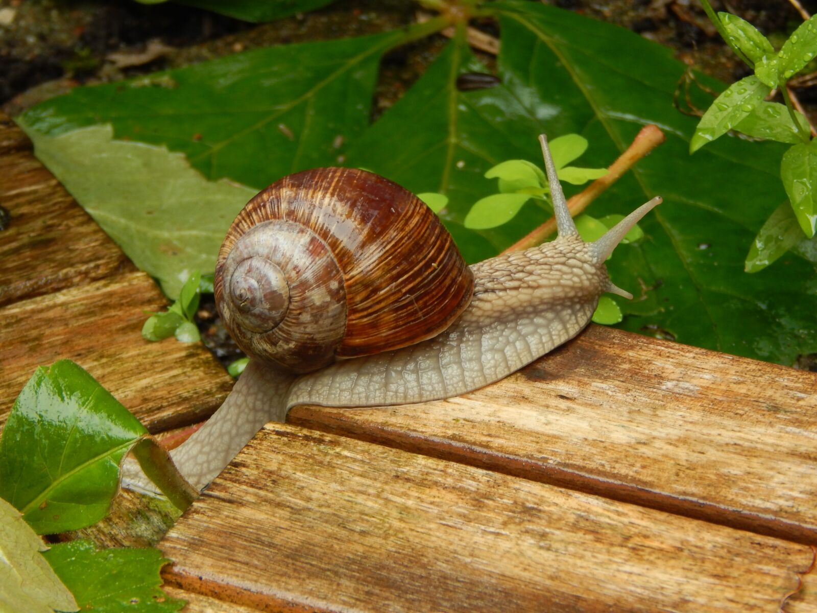 Nikon Coolpix L820 sample photo. Snail, rainy weather, shell photography