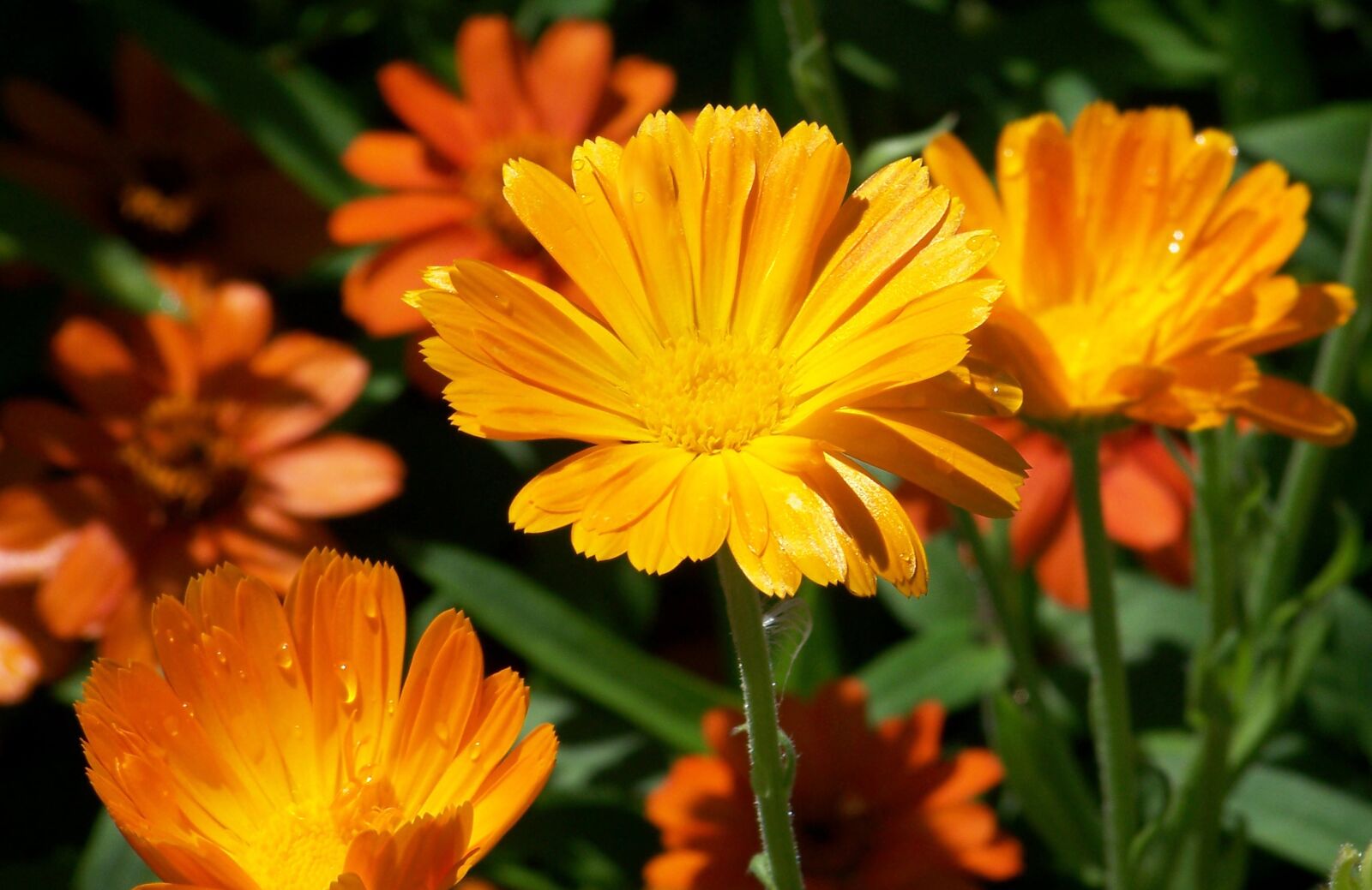 Kodak Z612 ZOOM DIGITAL CAMERA sample photo. Blossom, botanical, bright, daisy photography