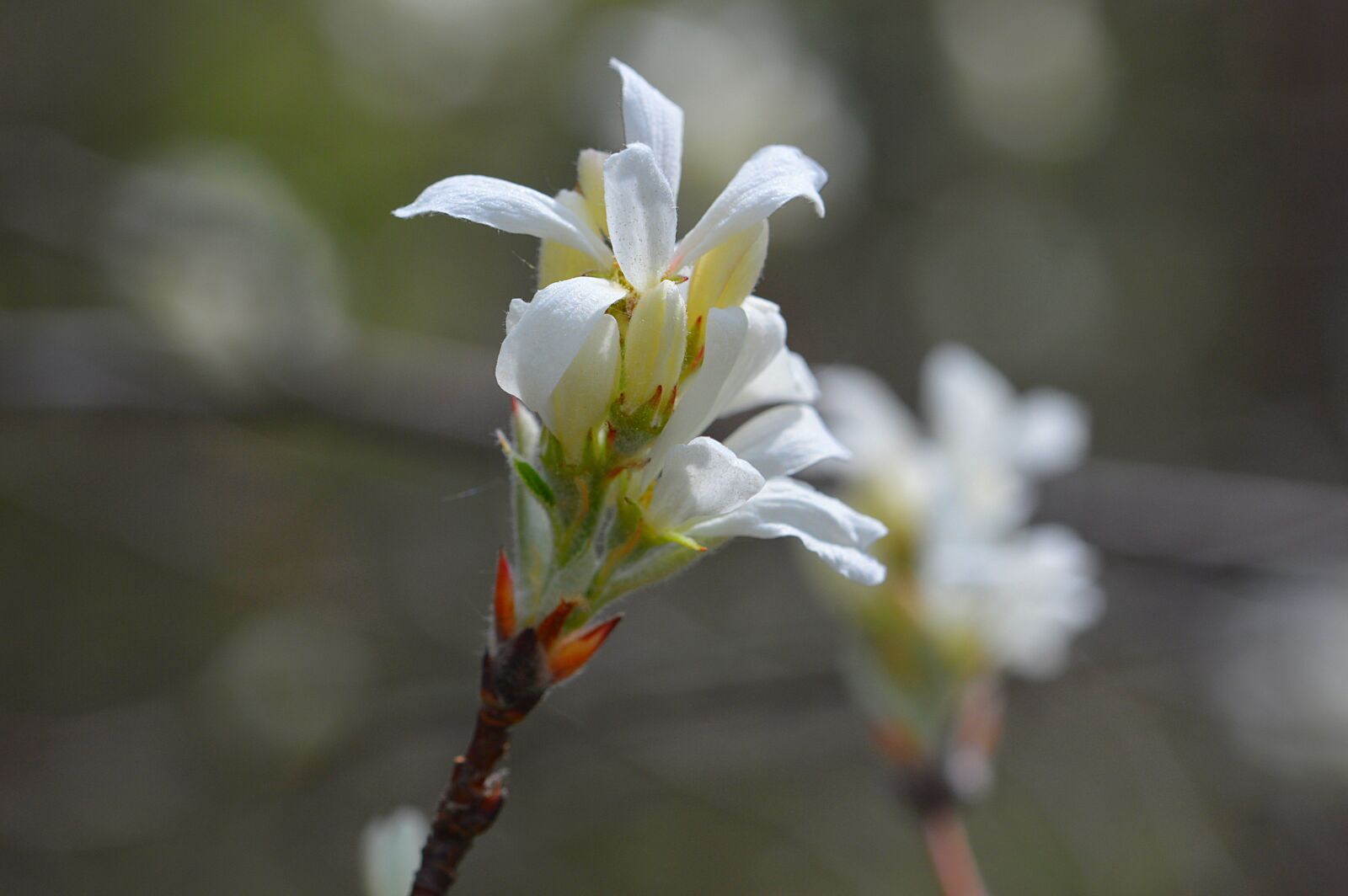 Nikon D3200 sample photo. Tree, nature, plant photography