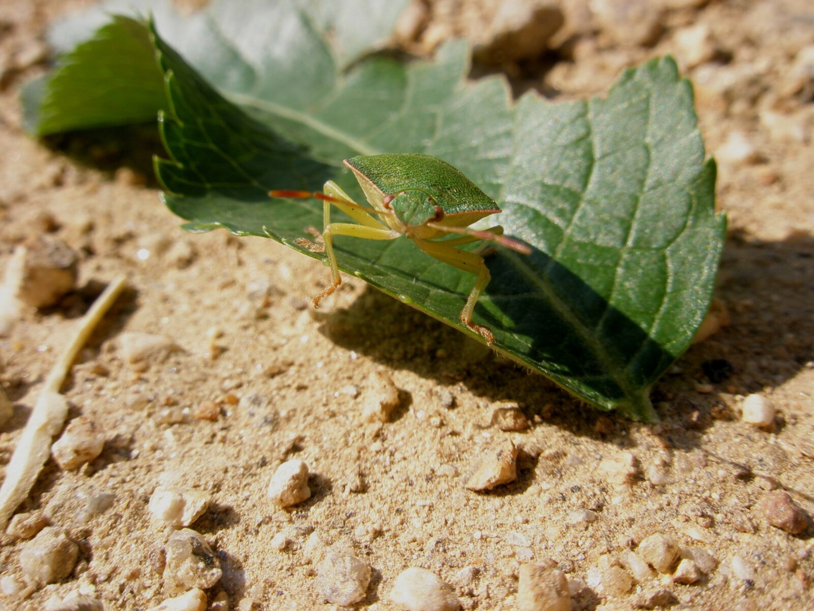 Olympus u820,S820 sample photo. Bug, insects, animals photography
