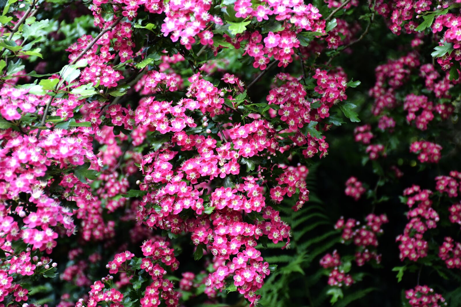 Nikon D7200 sample photo. Hawthorn, pink, plant photography