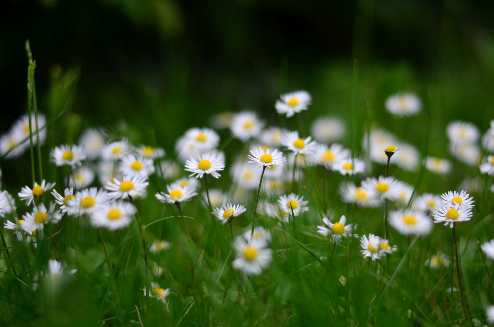 Nikon D5100 sample photo. Flower, nature, daisy photography