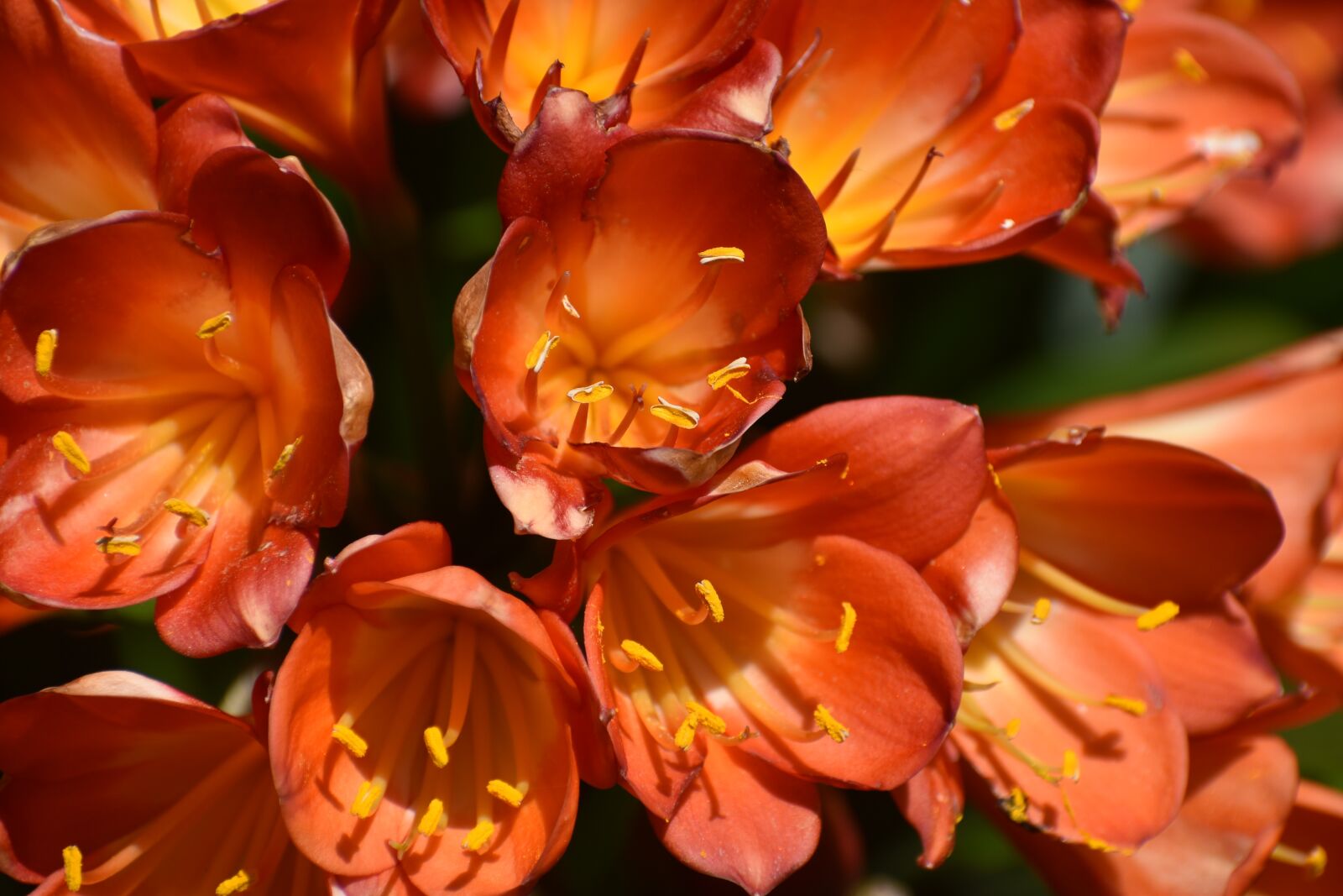 Nikon D3500 sample photo. Spring, flower, flower bouquets photography