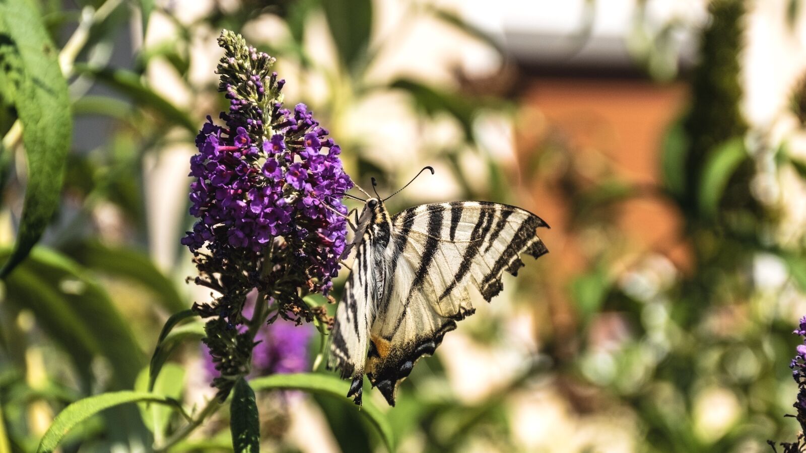 Nikon D5600 sample photo. Butterfly, insect, bug photography