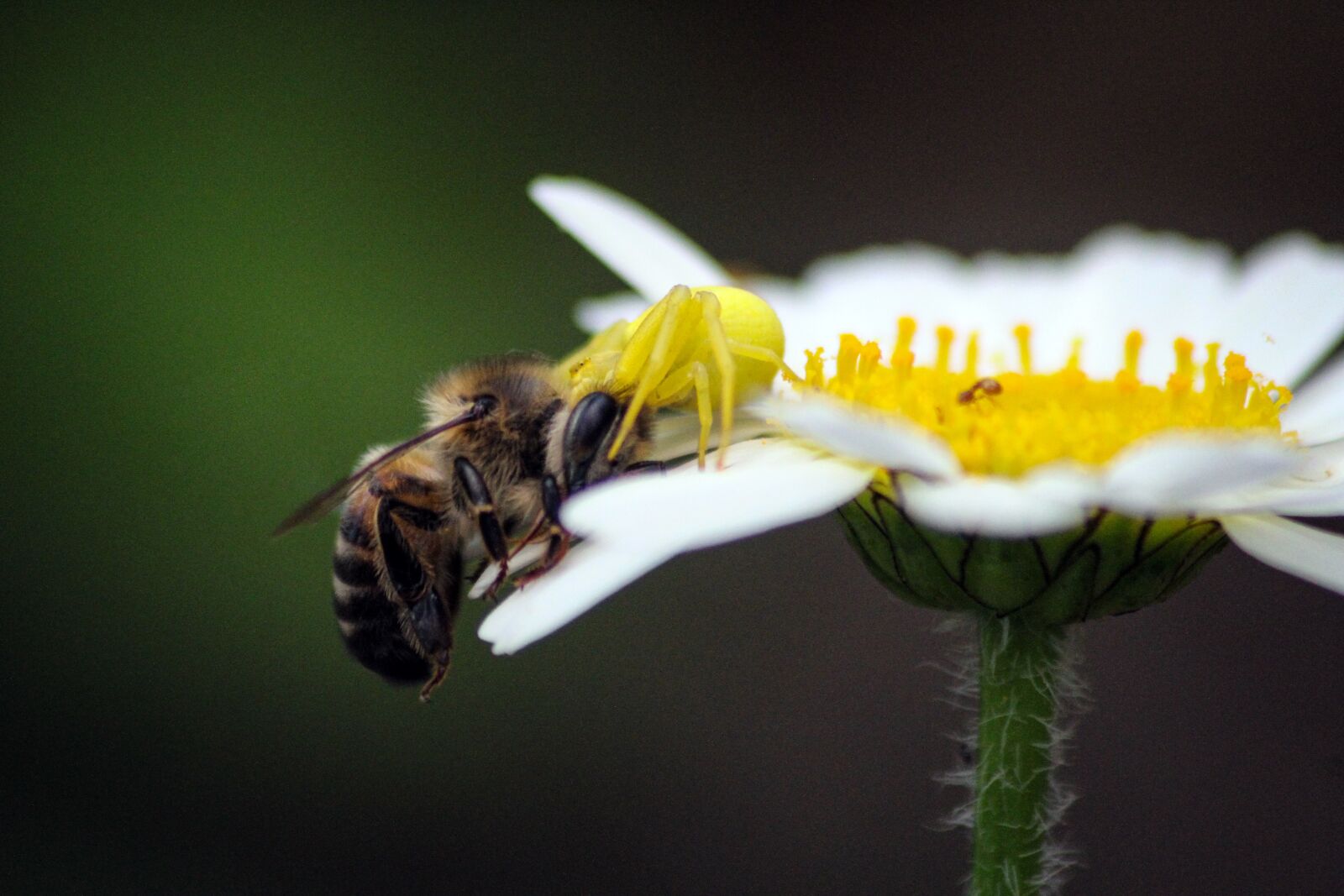 Canon EOS 7D sample photo. Bee, spider, insect photography