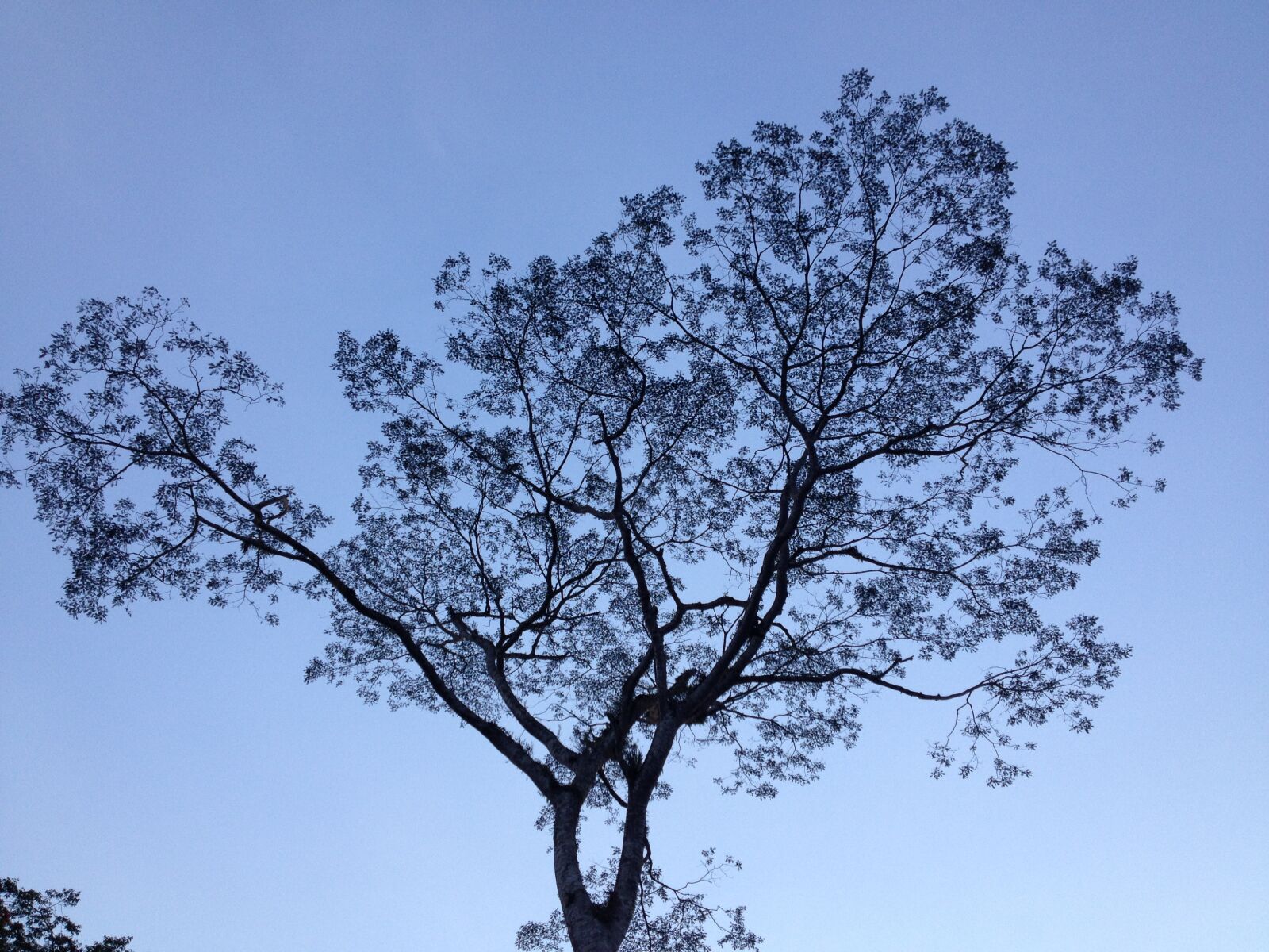 iPhone 4S back camera 4.28mm f/2.4 sample photo. Tree, silhouette, sky photography