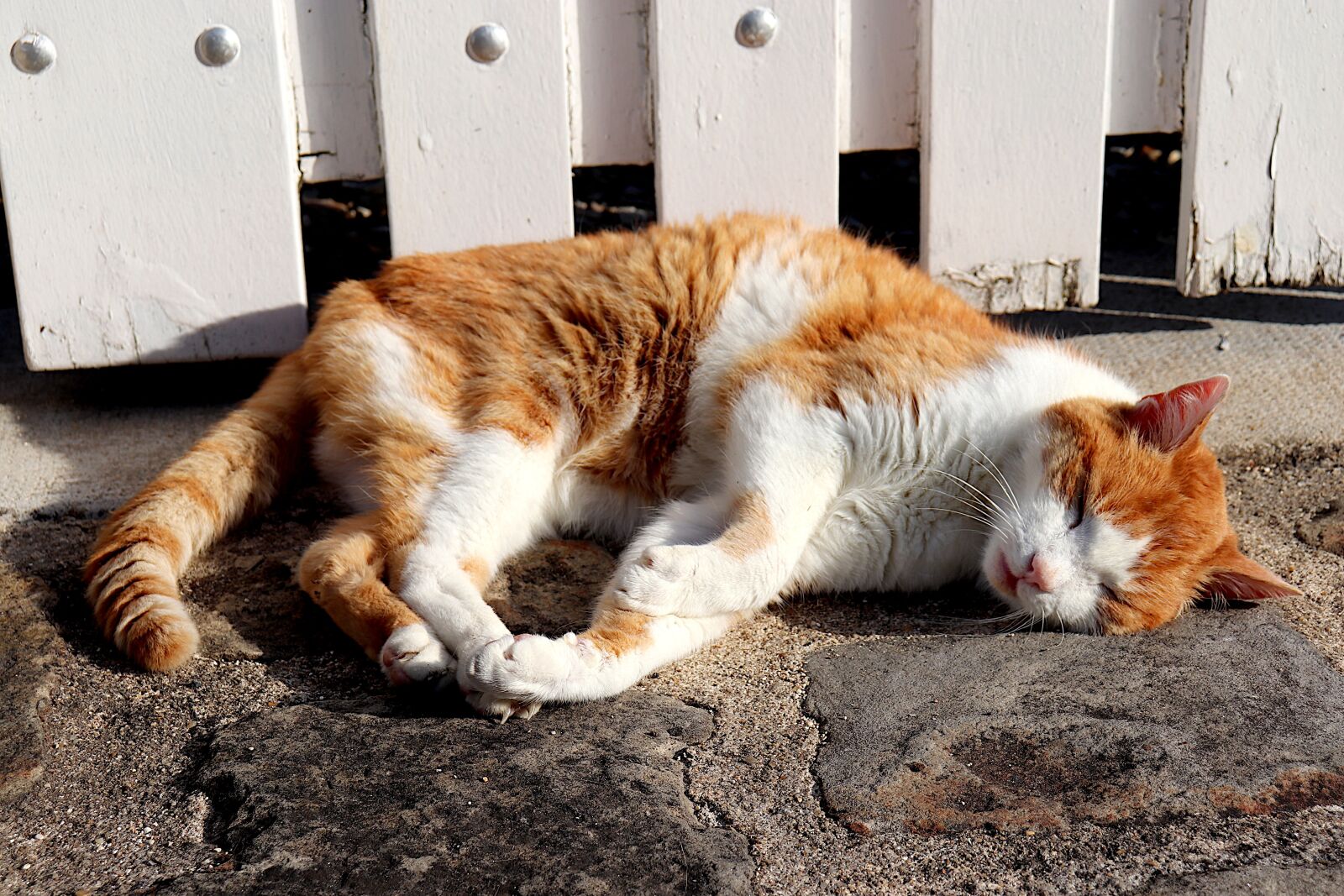 Canon EOS 800D (EOS Rebel T7i / EOS Kiss X9i) sample photo. Cat, felines, red color photography