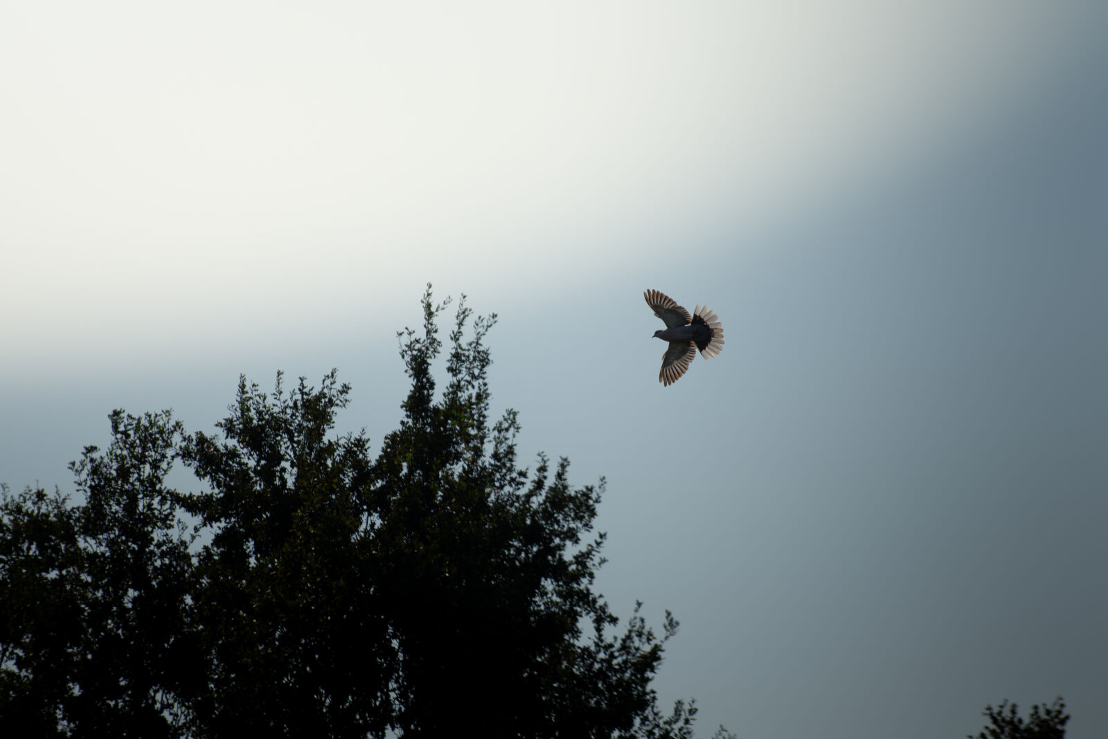 Nikon D7200 sample photo