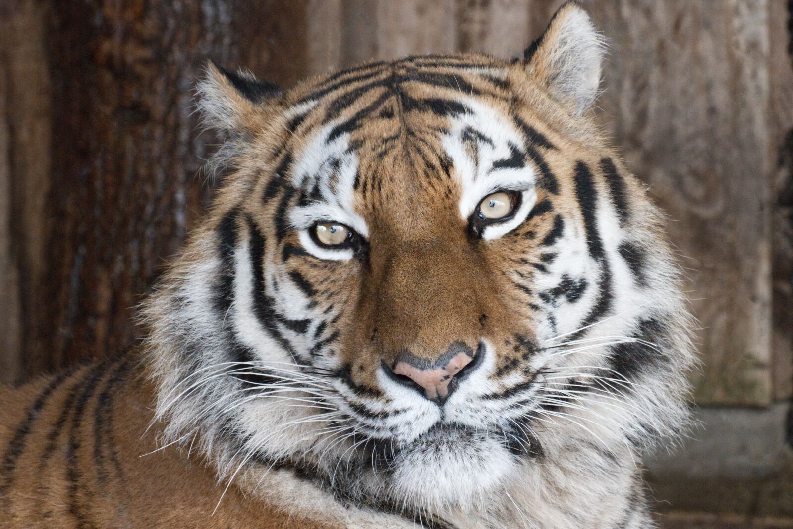Canon EOS 800D (EOS Rebel T7i / EOS Kiss X9i) sample photo. Tiger, predator, zoo photography