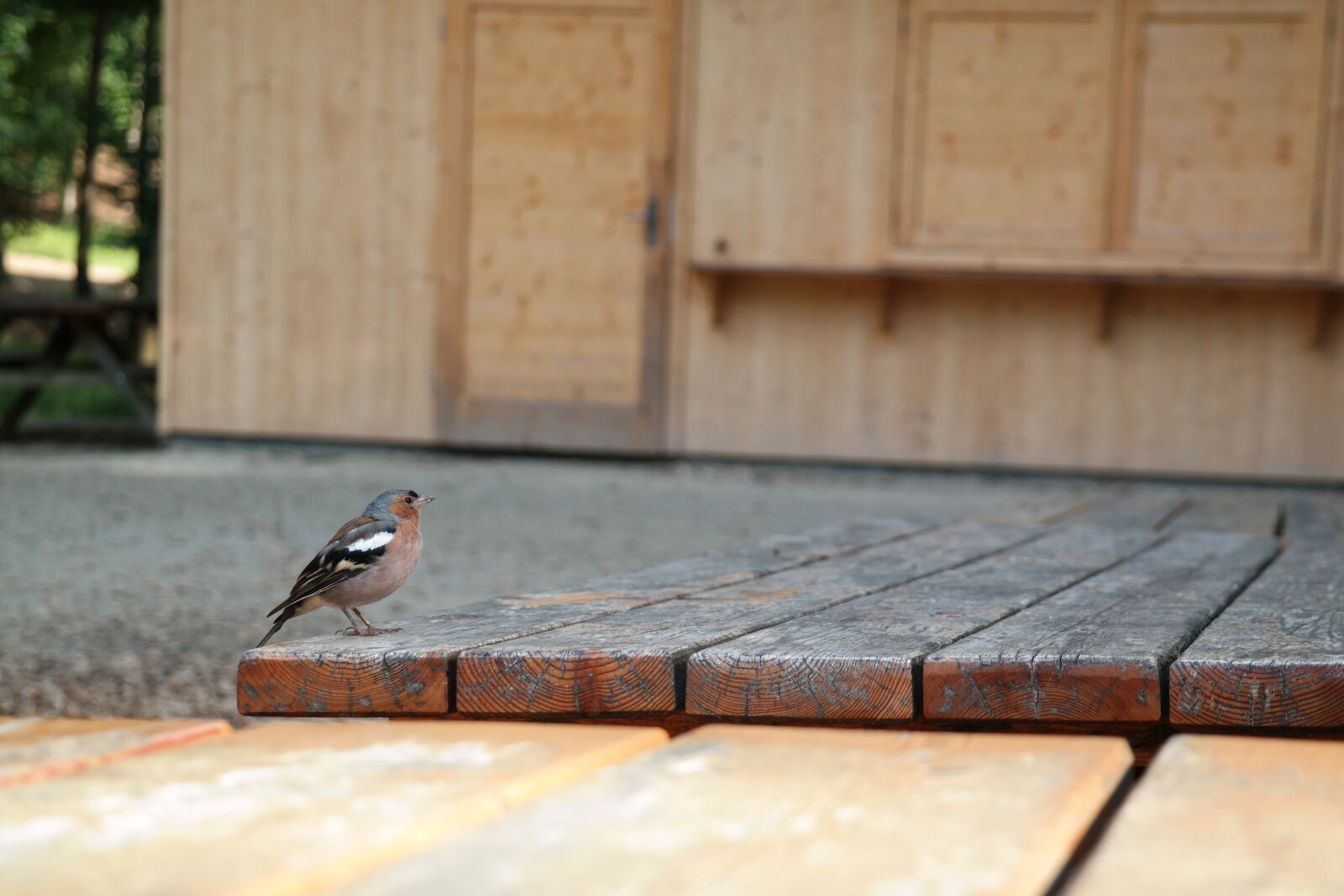NX 18-55mm F3.5-5.6 sample photo. Bird, nature, animal photography