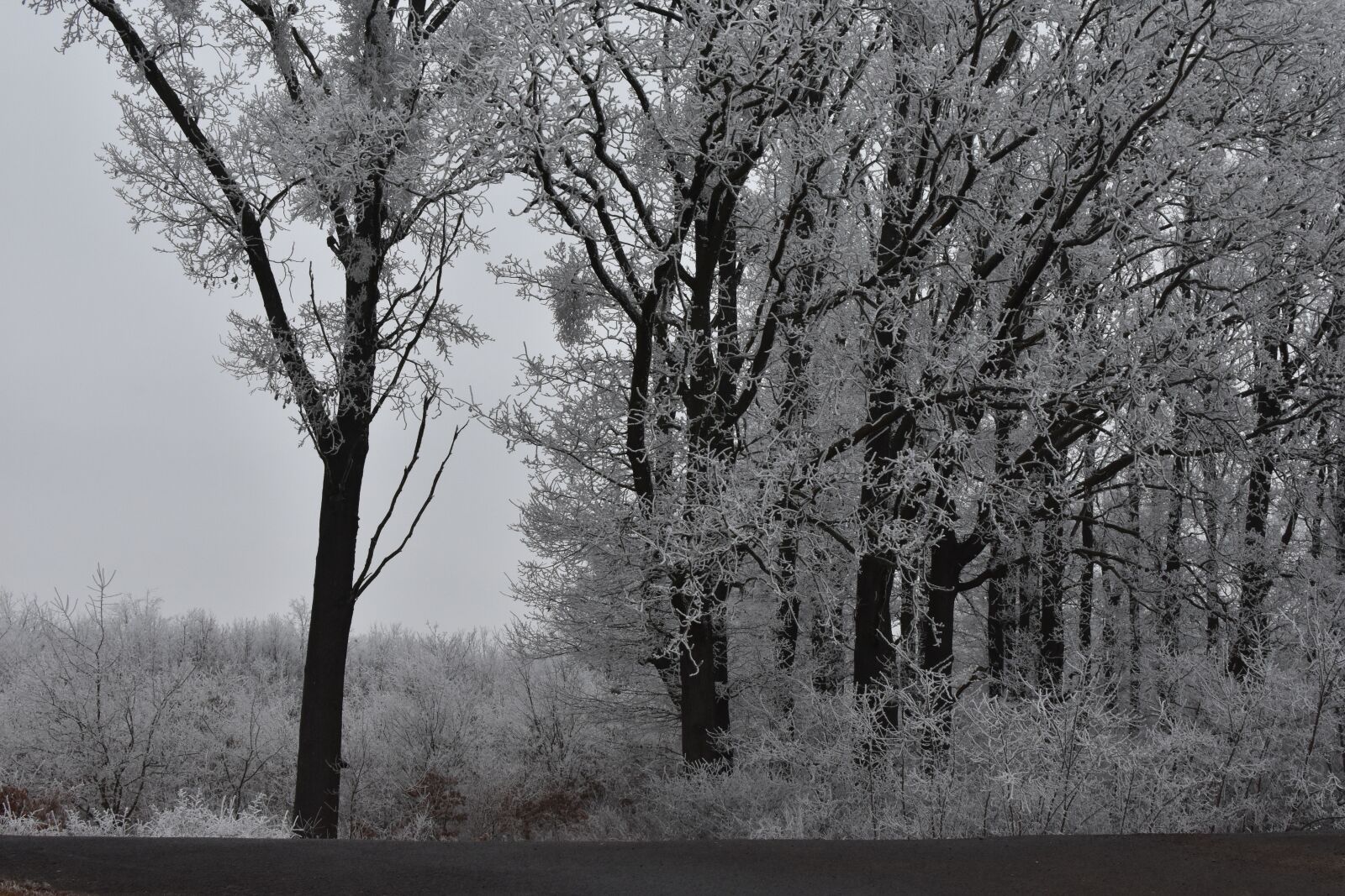 Nikon D7200 sample photo. Grim, winter, frost photography