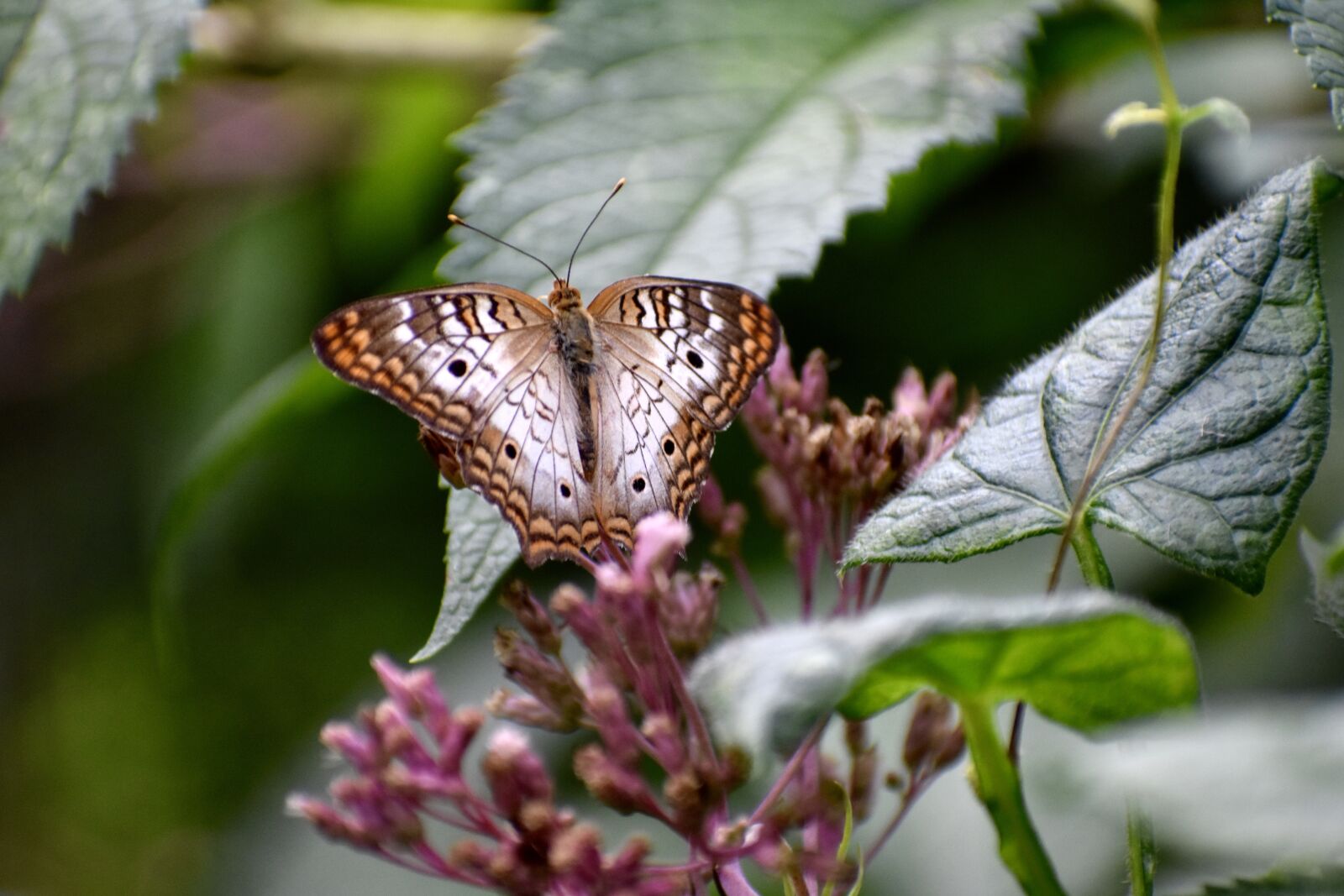 Nikon D3400 sample photo. Butterfly, plant, leaves photography