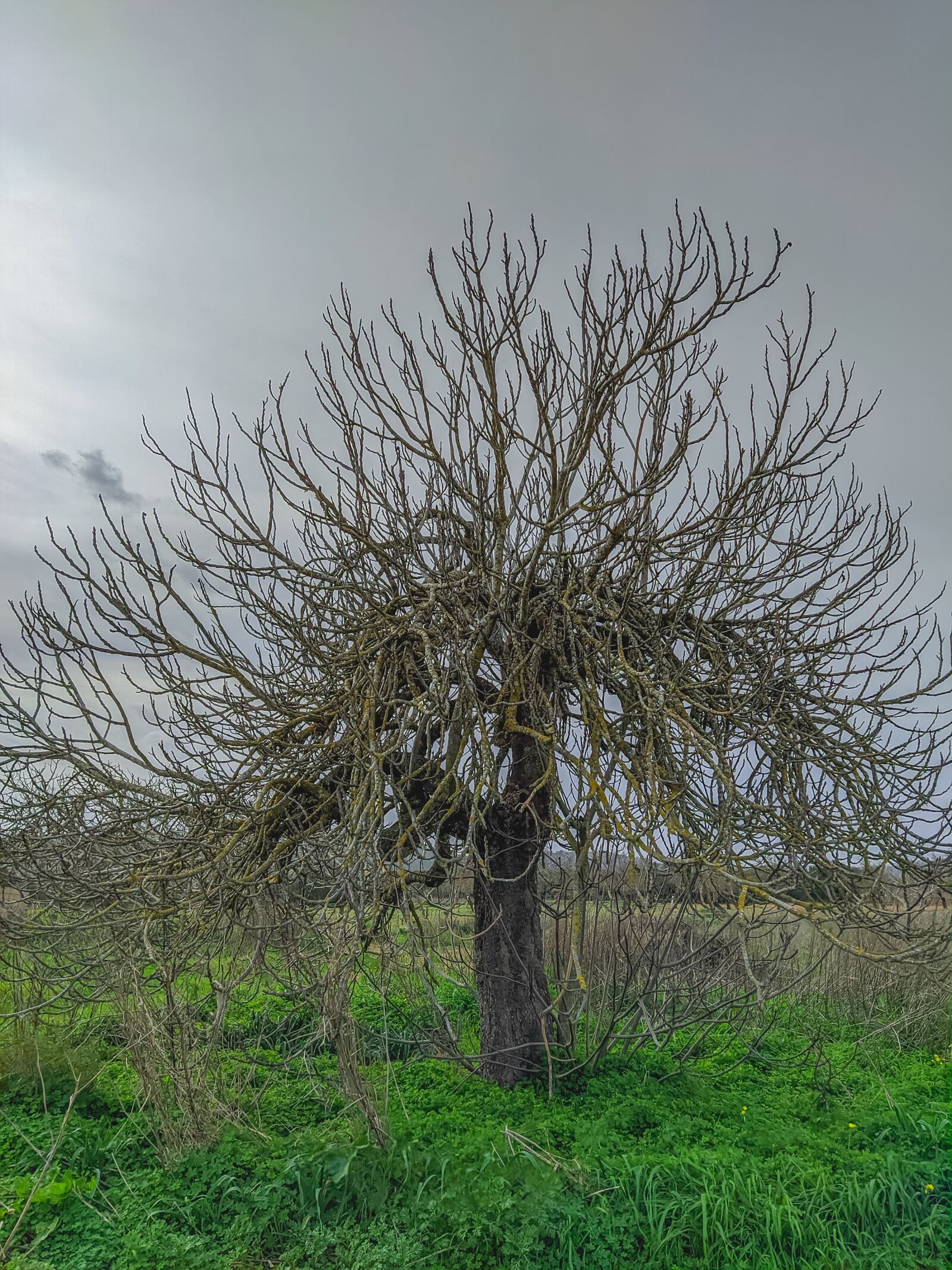 Xiaomi Mi A3 sample photo. Tree, branches, nature photography