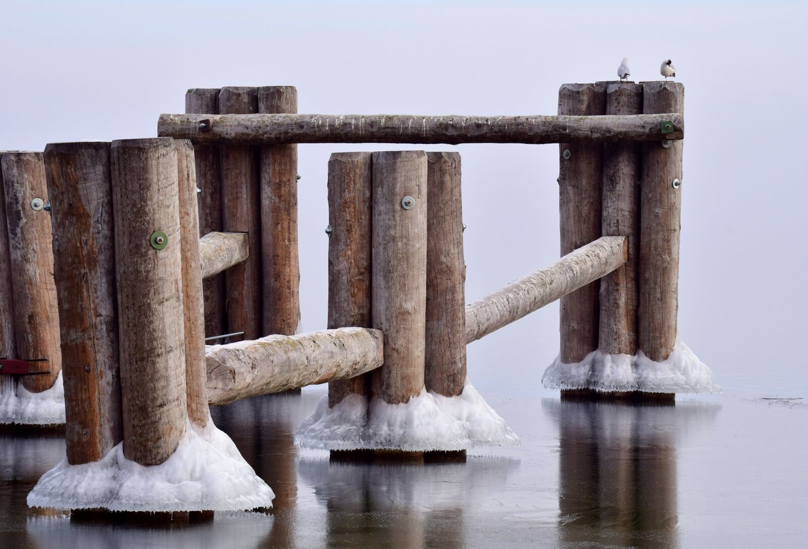 Nikon D3300 sample photo. Web, wood, ice photography