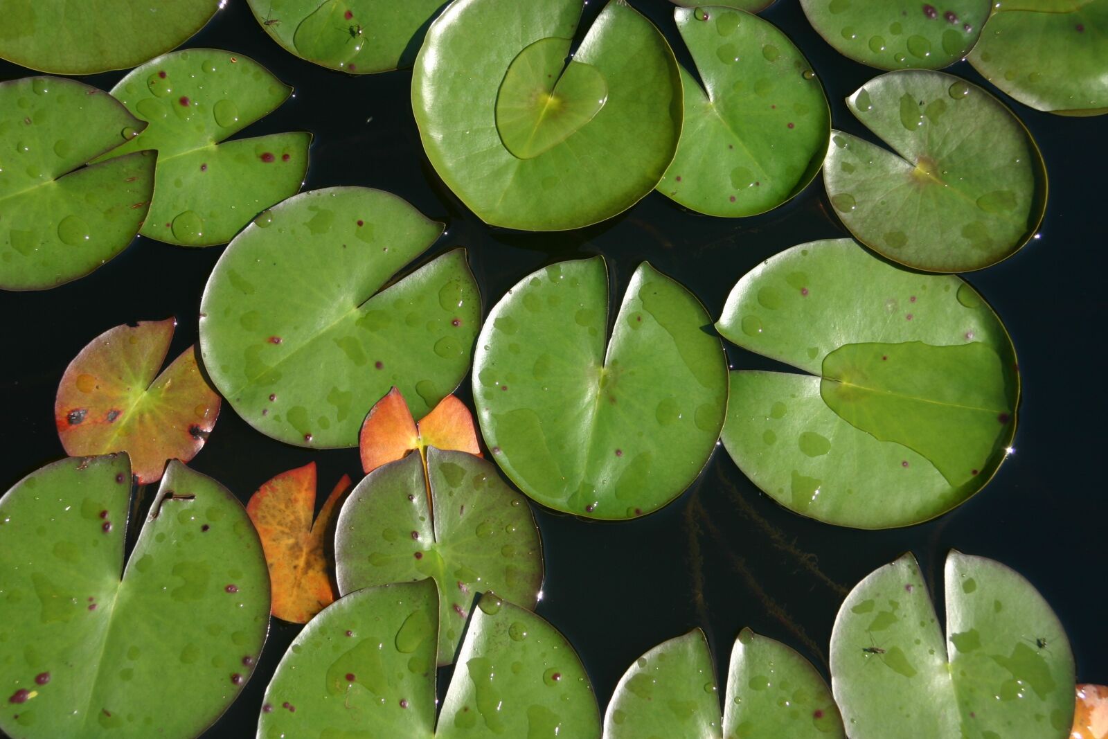 Canon EOS 300D (EOS Digital Rebel / EOS Kiss Digital) sample photo. Water plant, pond, nature photography