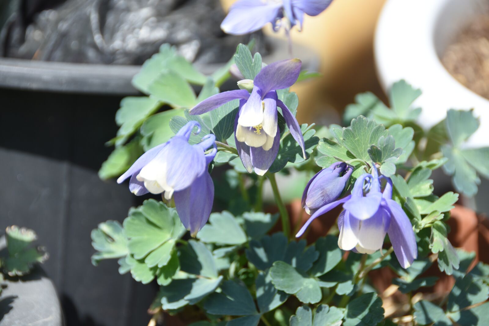 Nikon D7200 sample photo. Wildflower, behold, spring photography