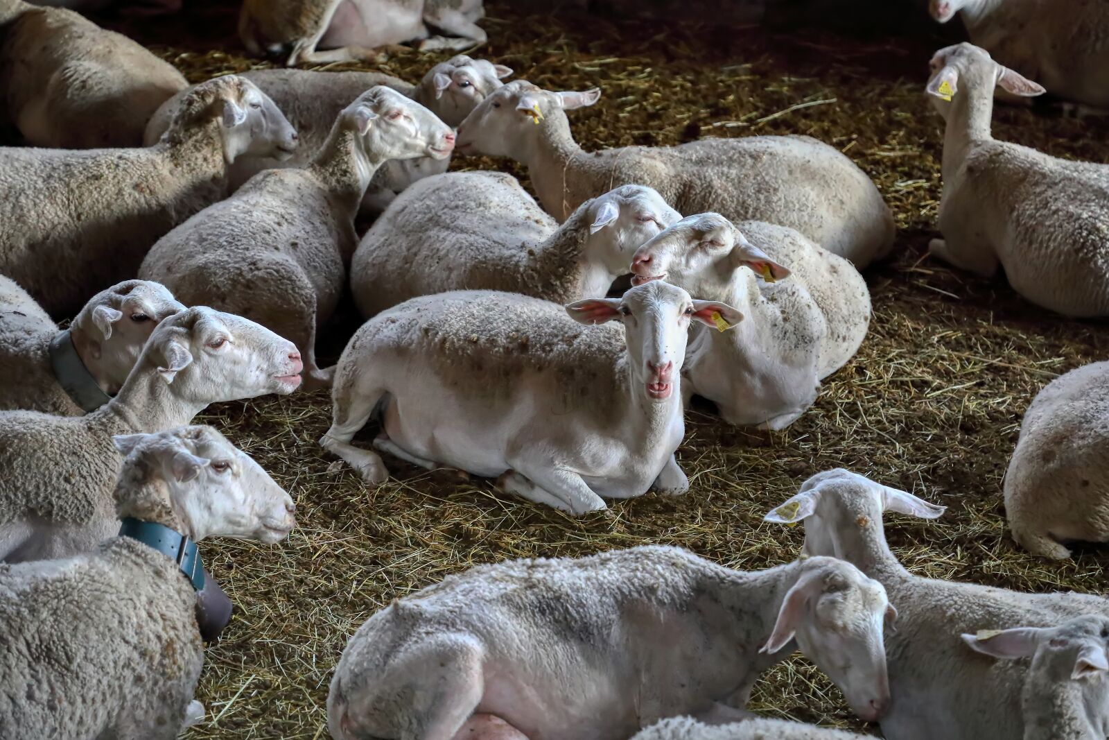 Canon EF 24-105mm F4L IS II USM sample photo. Sheep, attentive, flock photography