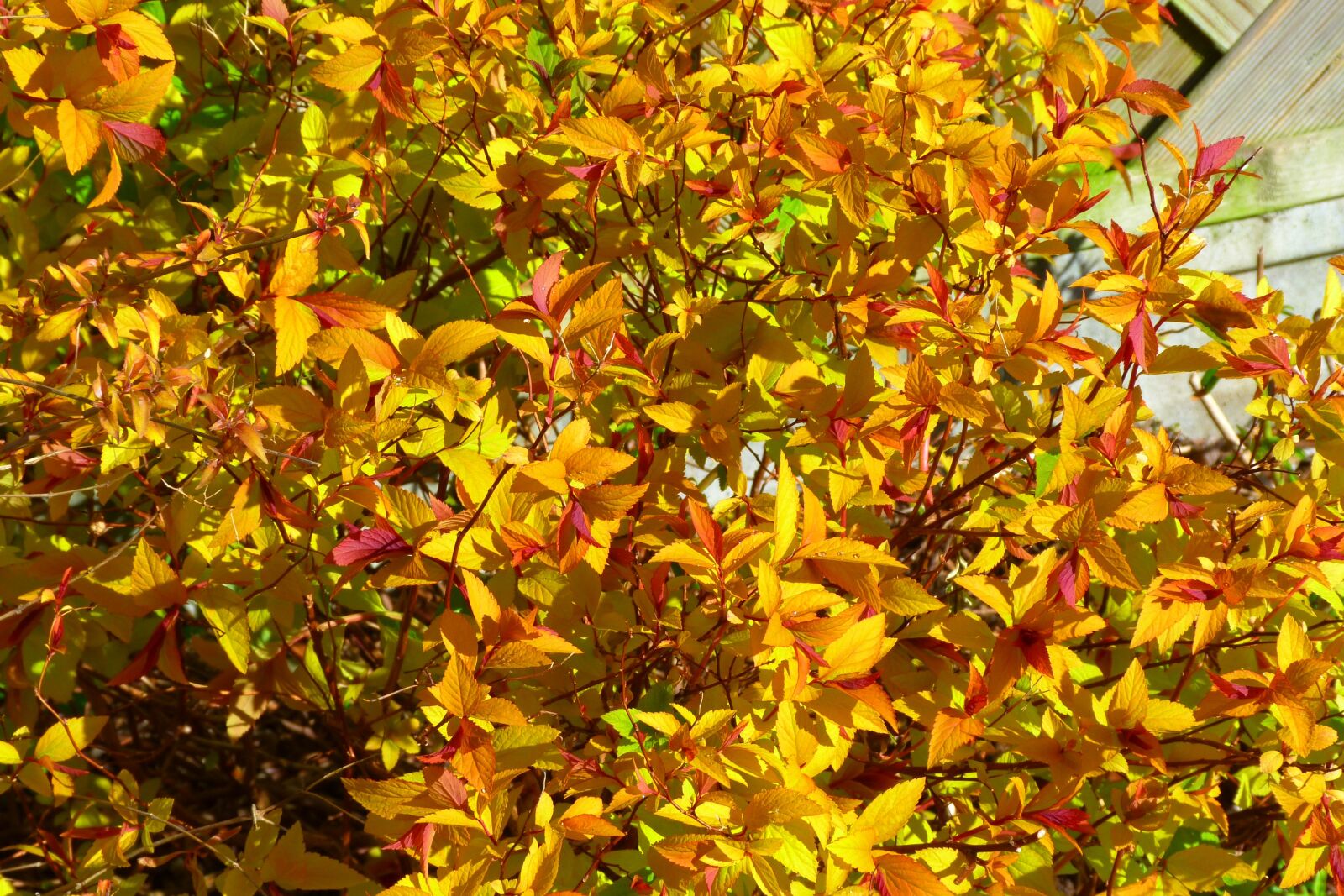 Panasonic Lumix DMC-FZ40 (Lumix DMC-FZ45) sample photo. Spiraea, yellow, red photography