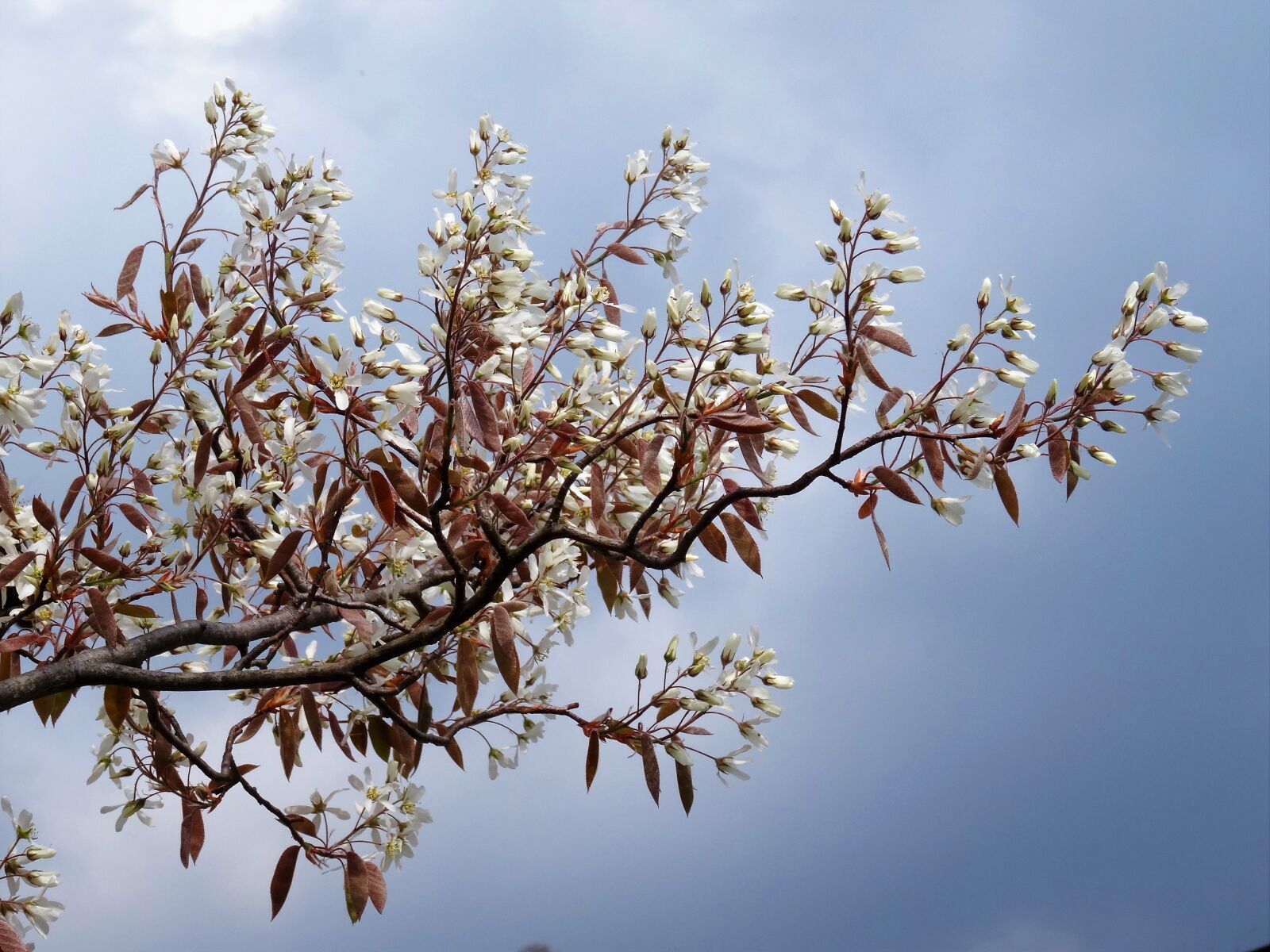Sony Cyber-shot DSC-HX50V sample photo. Branch, flowers, sky photography