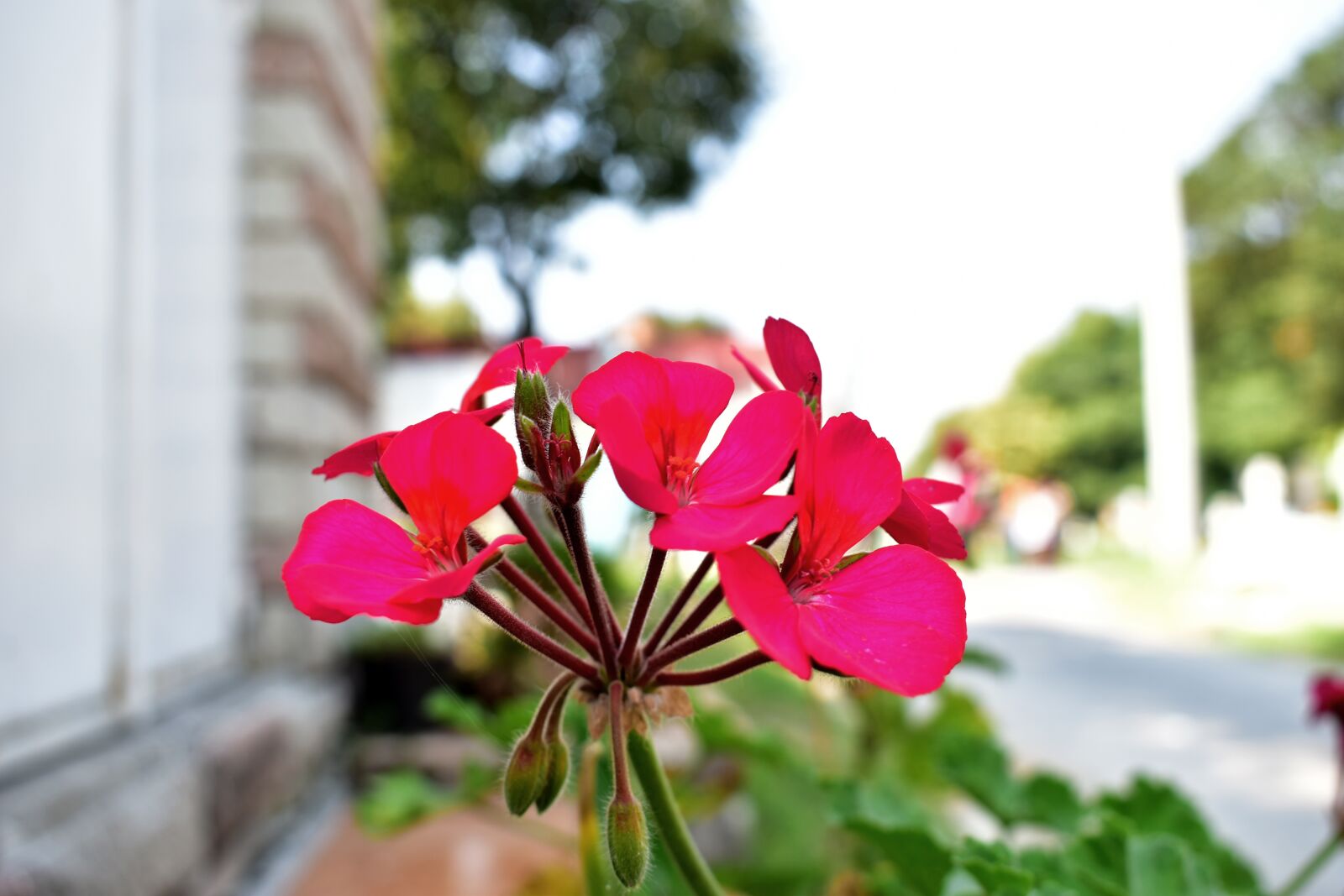 Nikon D5600 sample photo. Geranium, flower, plant photography