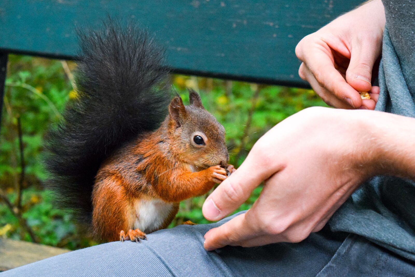 Nikon D5300 sample photo. Squirrel, feed, food photography
