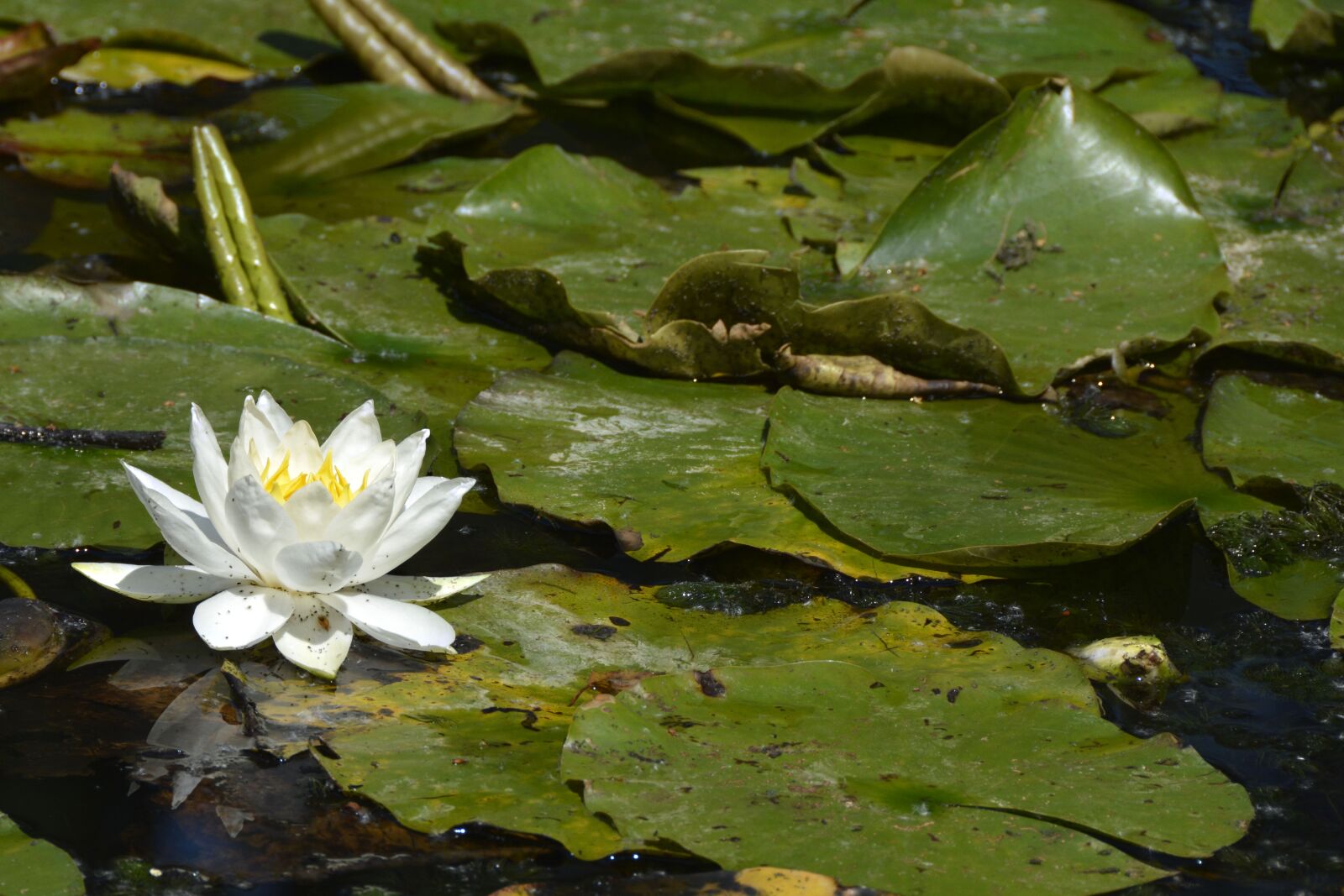 Nikon D7100 sample photo. Water lily, nature, pond photography