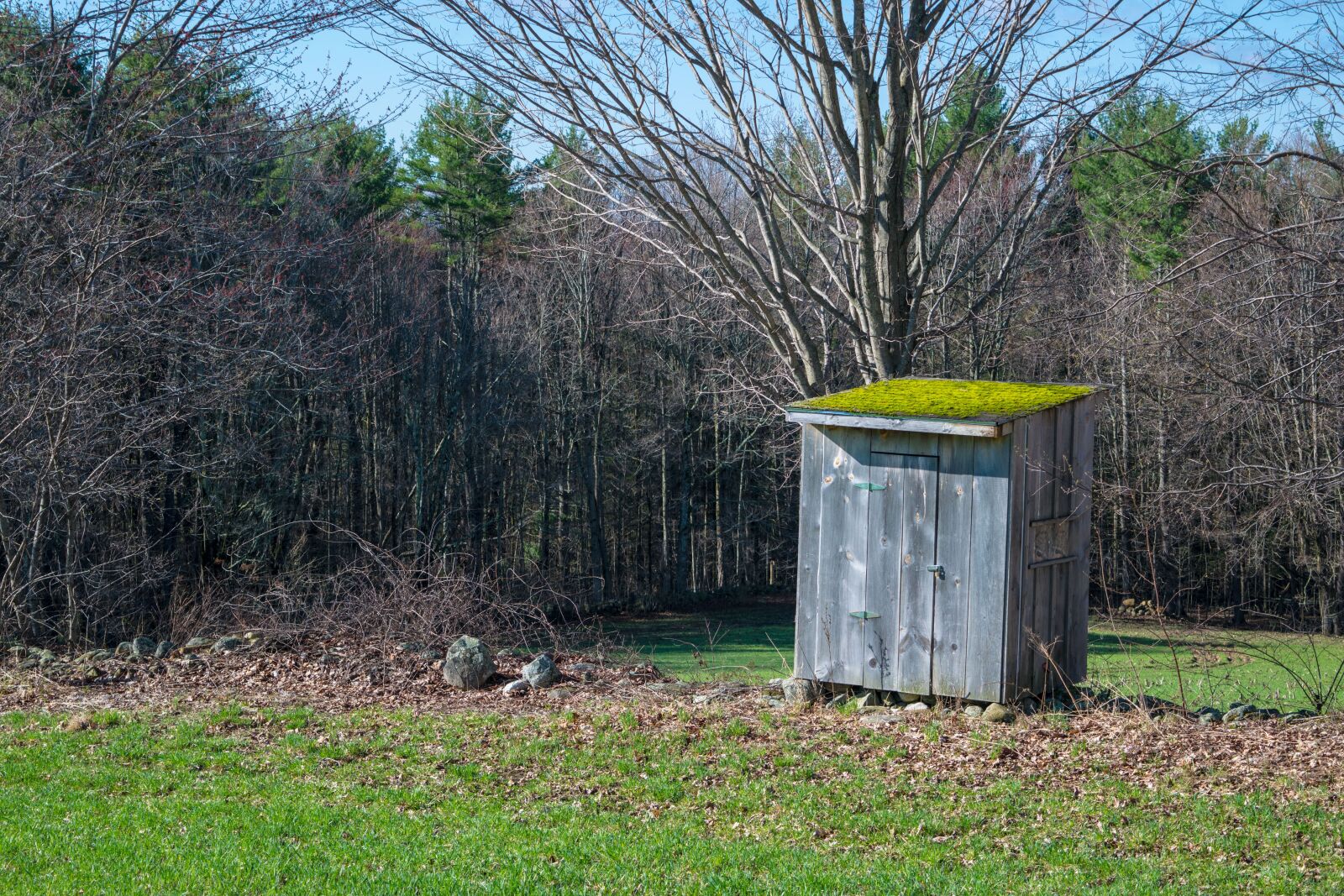 Nikon D3300 sample photo. Nature, grass, tree photography
