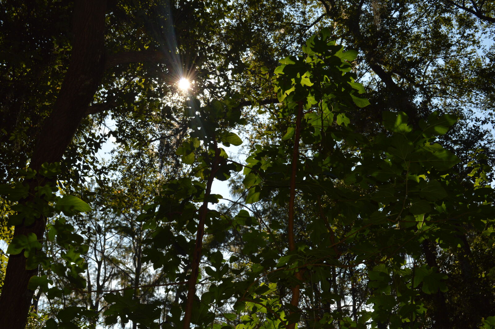 Nikon D3200 sample photo. Florida, sun, morning, sun photography