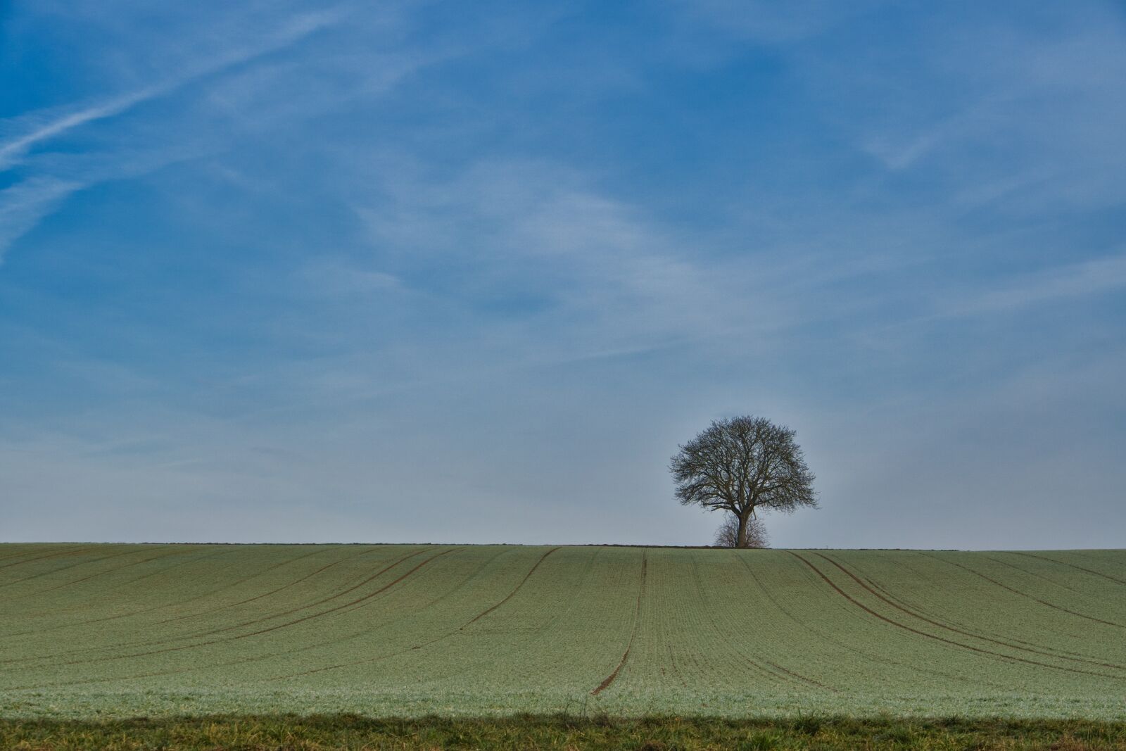 Sony a6400 sample photo. Sky, clouds, tree photography