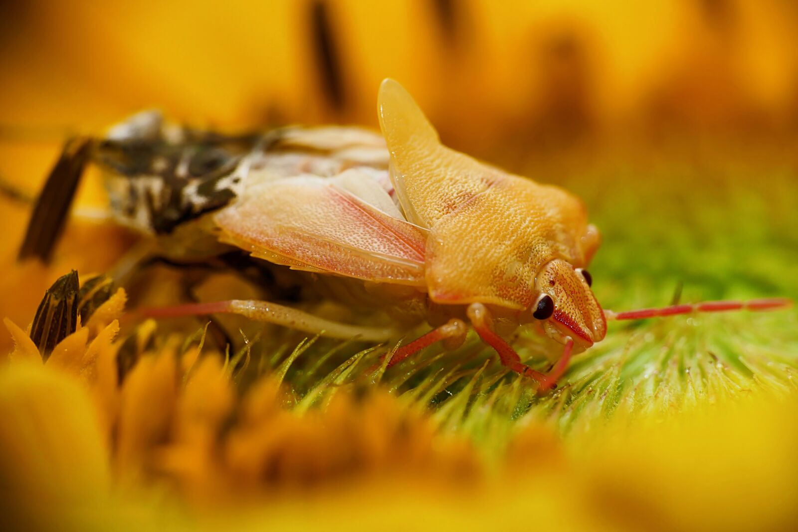 Panasonic Lumix DMC-FZ1000 sample photo. Beetle, insect, bug photography