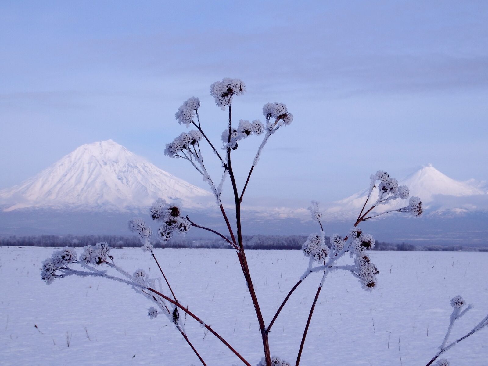 Fujifilm FinePix S1 sample photo. Winter, snow, frost photography