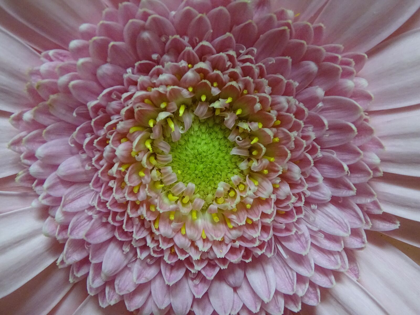 Sony Cyber-shot DSC-HX400V sample photo. Gerbera, flower, garden photography