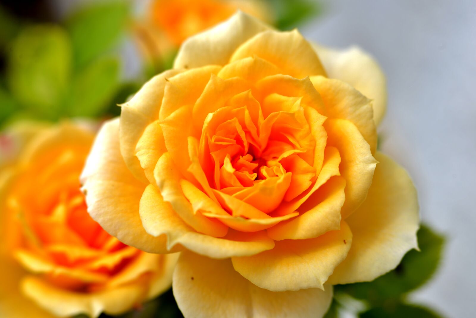 Nikon D600 sample photo. Rose, bloom, yellow photography
