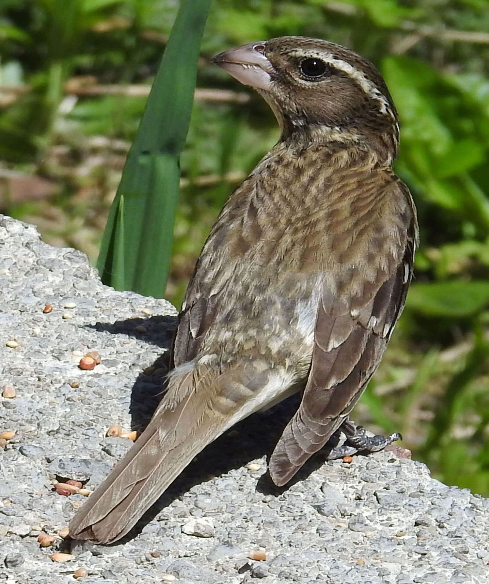 Nikon Coolpix P900 sample photo. Rose-breasted grosbeak, female, pheucticus photography