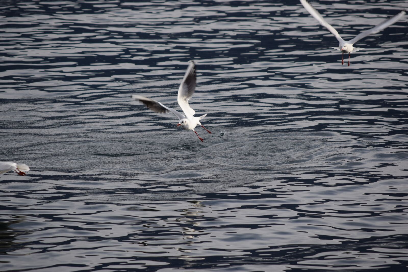 Nikon D3300 sample photo. Seagulls, birds, flight photography