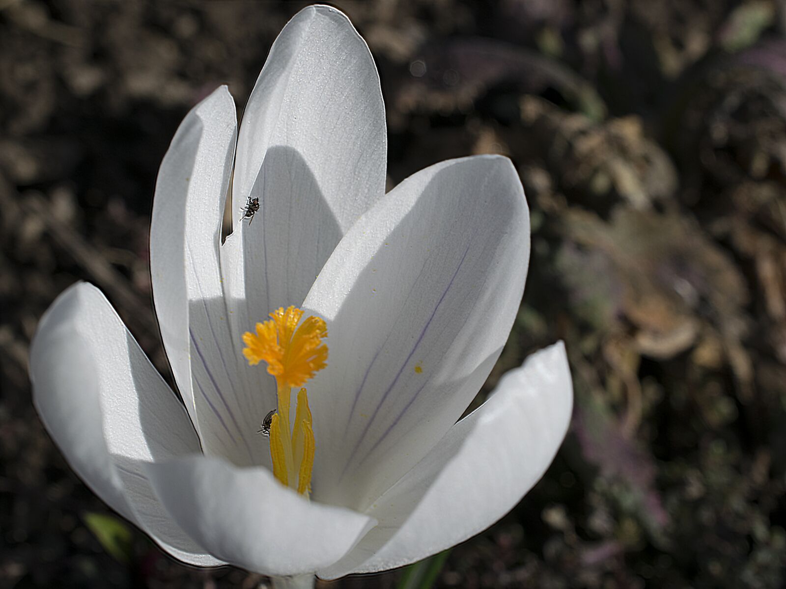 Nikon D3300 sample photo. Crocus, flower, blossom photography
