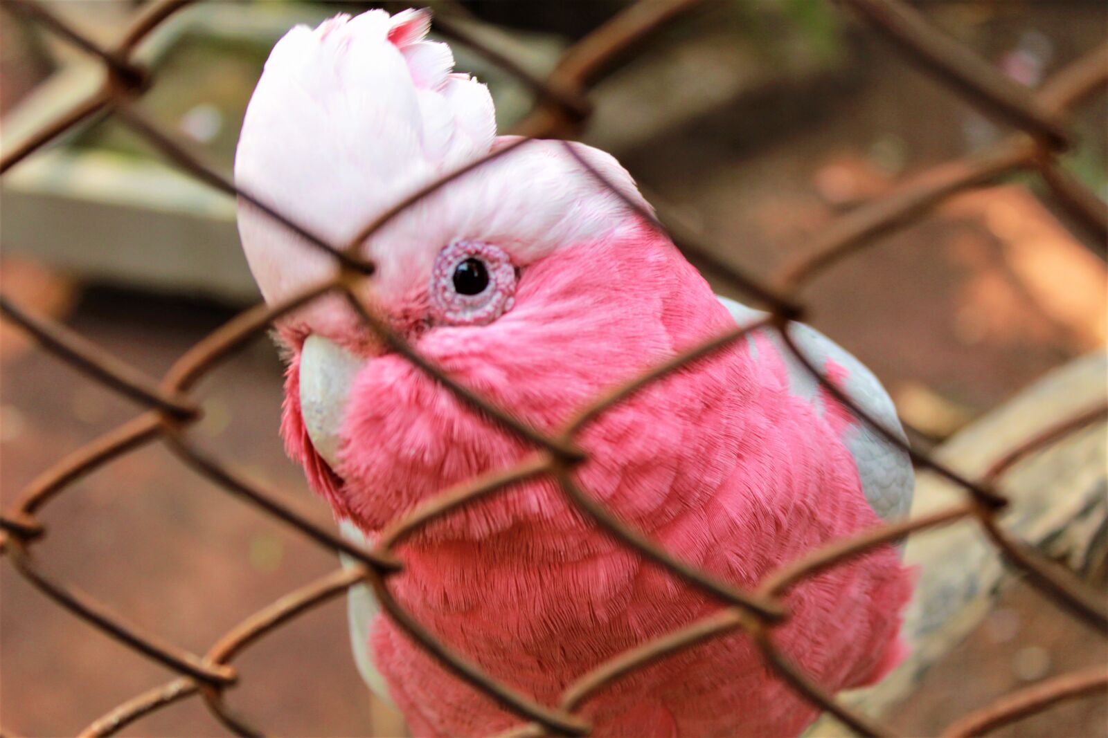 Canon EOS 1300D (EOS Rebel T6 / EOS Kiss X80) sample photo. Cacatua, birds, pink photography