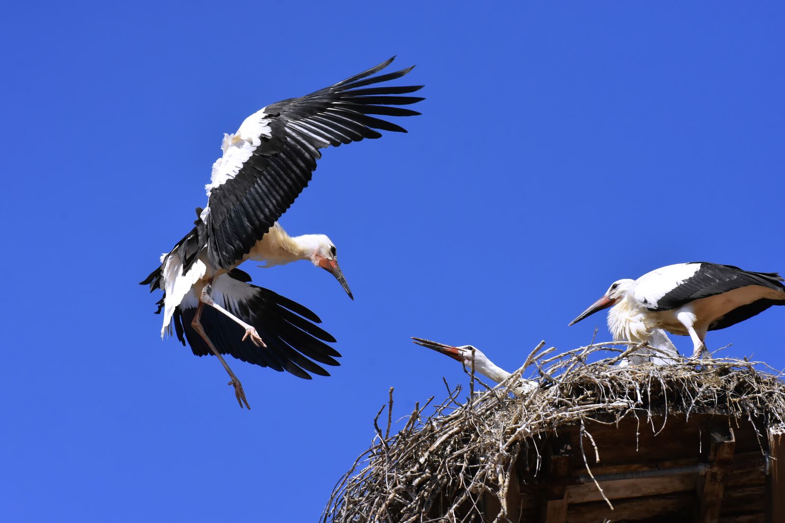 Nikon D7200 sample photo. Stork, young animals, flying photography