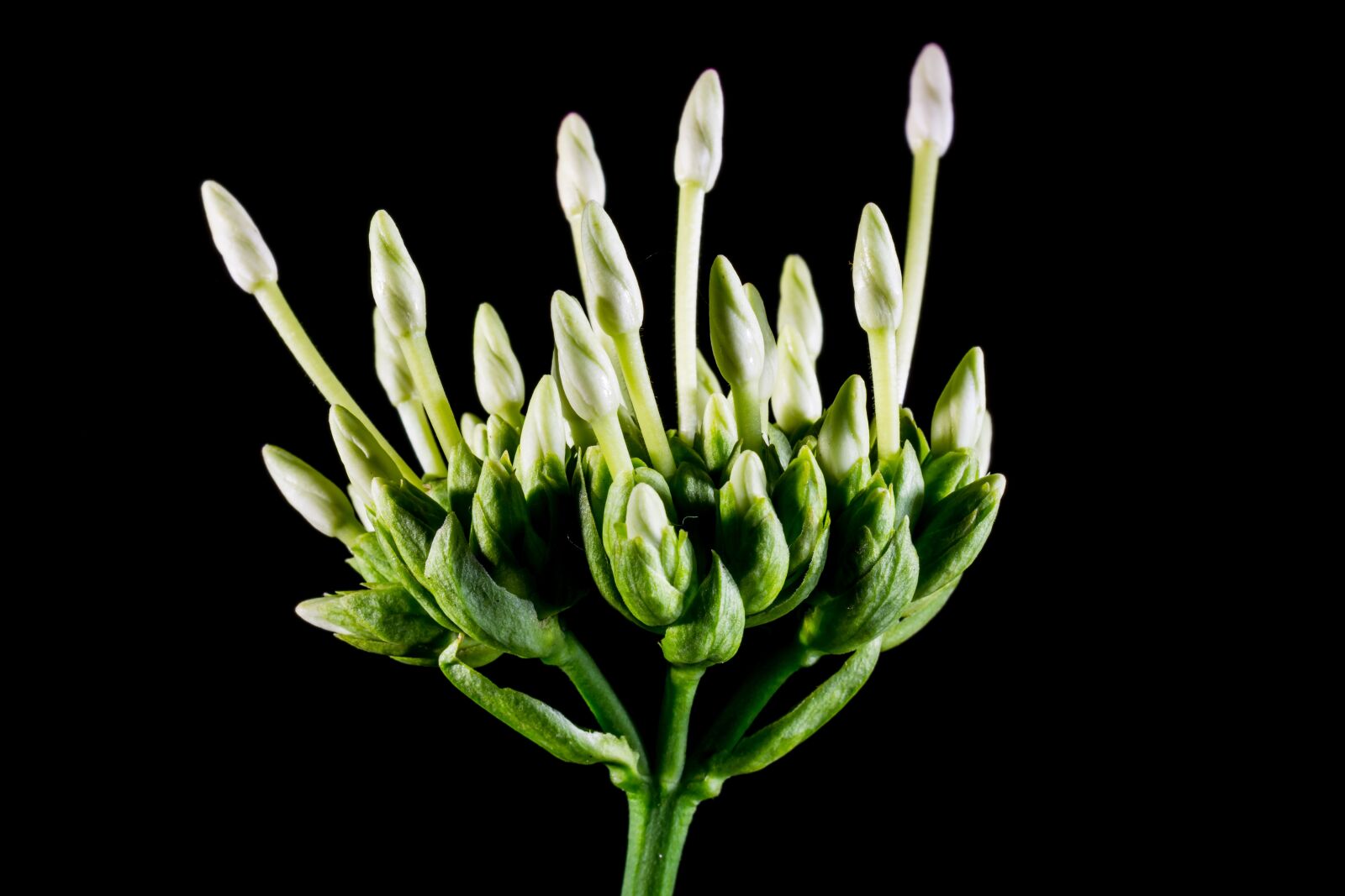 Nikon D5200 sample photo. Blossom, bloom, flower photography