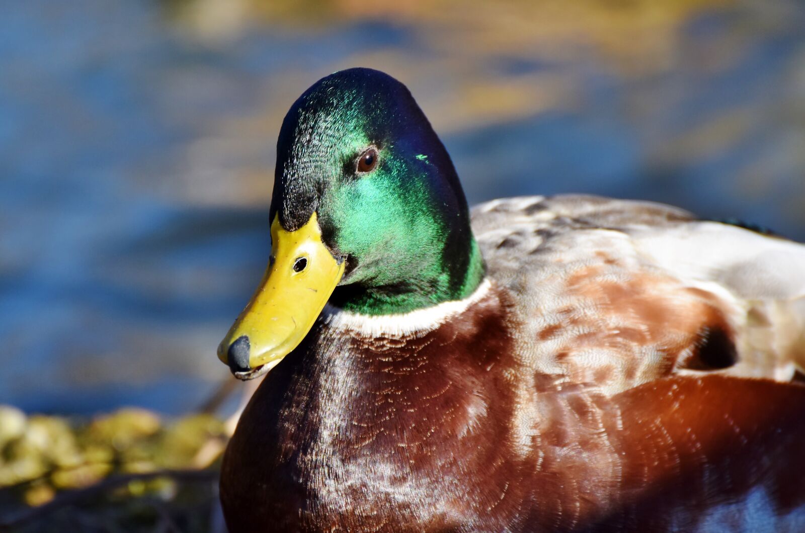 Nikon D7200 sample photo. Mallard, duck, water bird photography