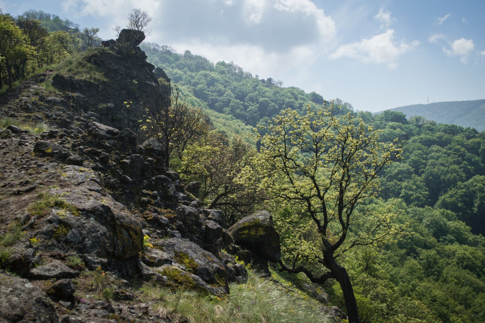 Nikon D3200 sample photo. Forest, pilis, spring photography