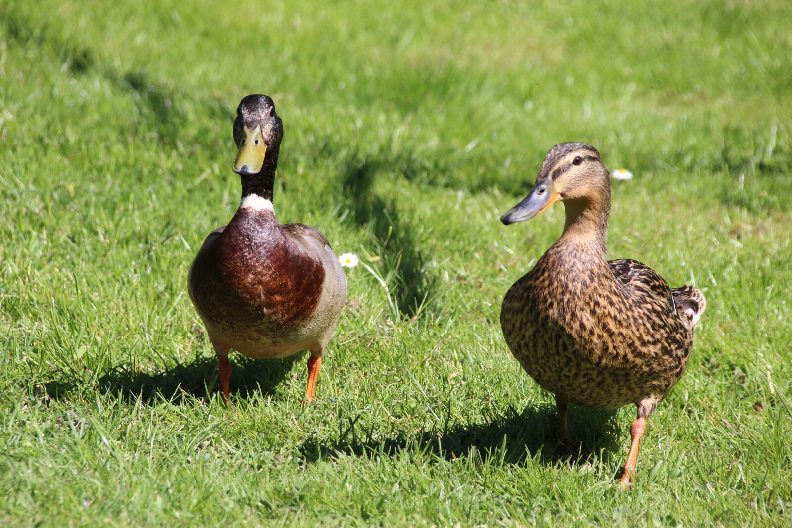 Canon EOS 600D (Rebel EOS T3i / EOS Kiss X5) sample photo. Duck, pair of ducks photography