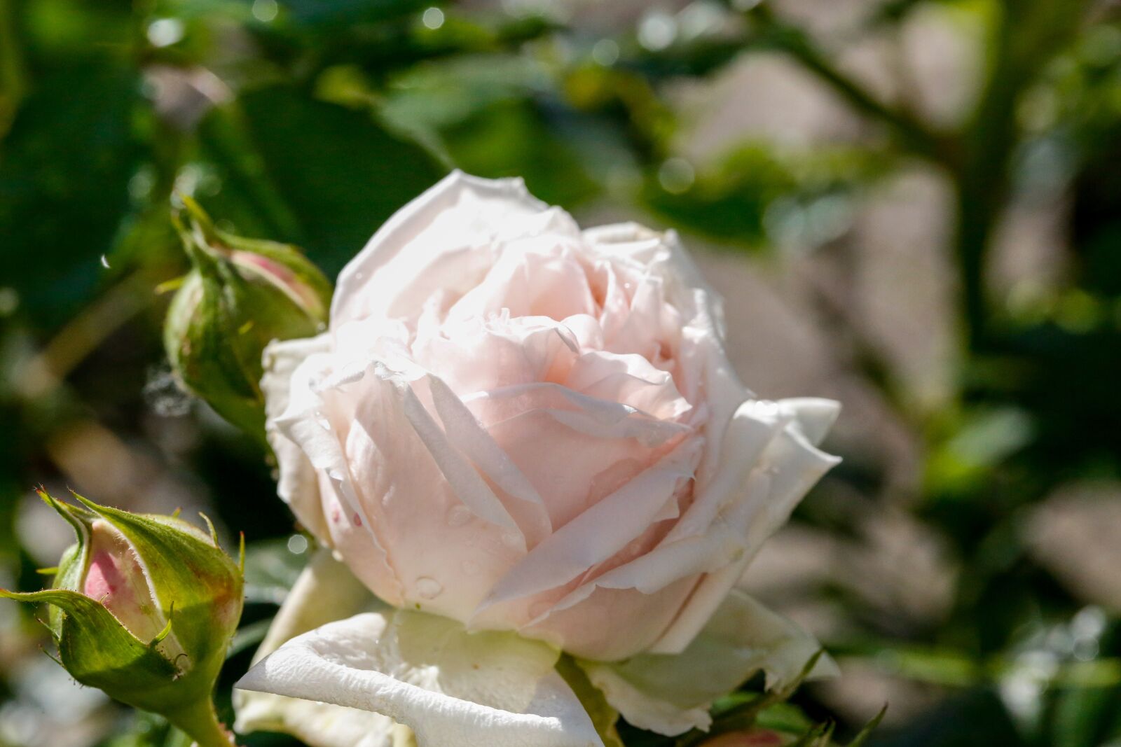 Canon EF 100mm F2.8L Macro IS USM sample photo. Rose, white, nature photography