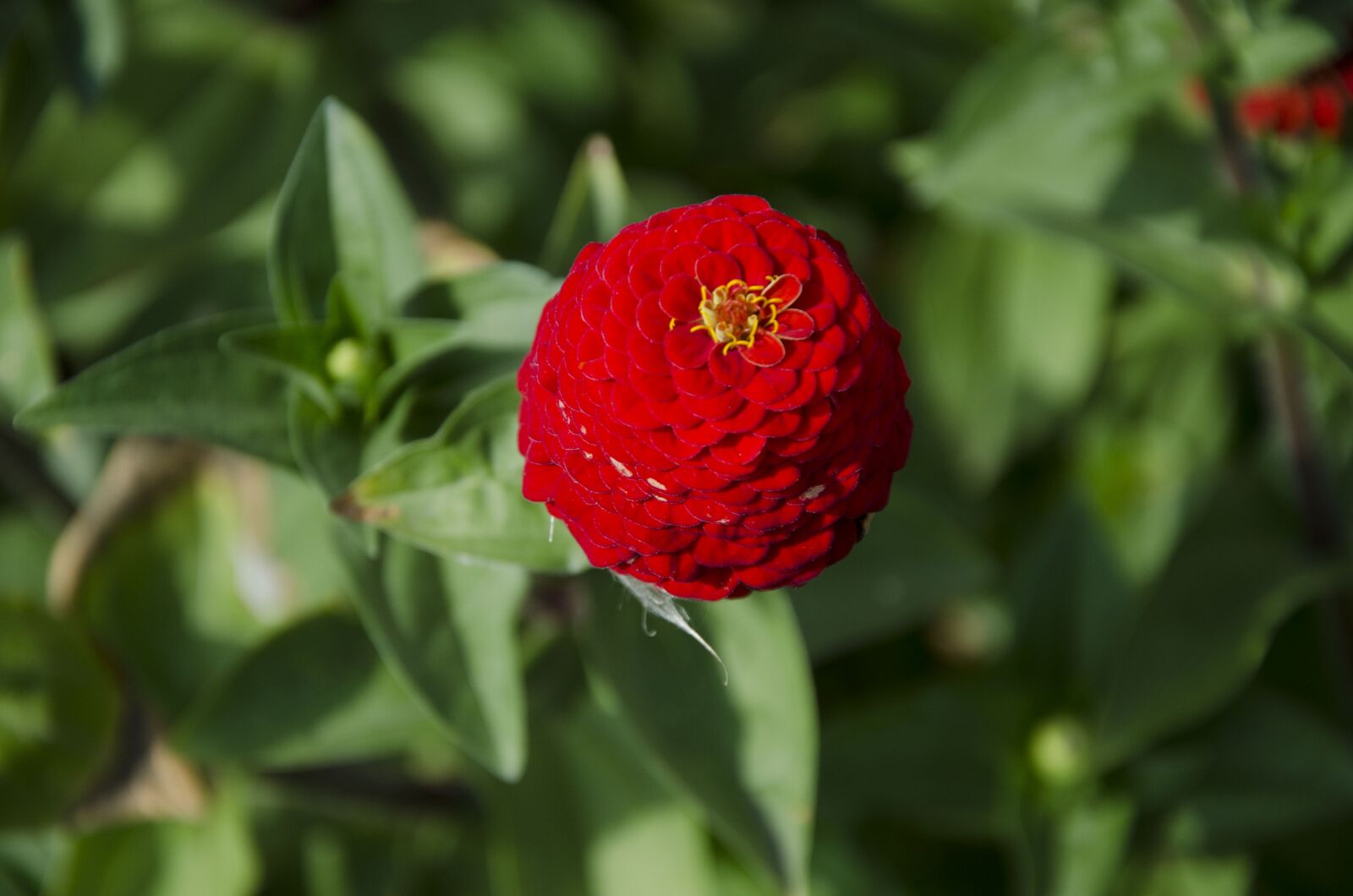 Nikon D7000 sample photo. Zinnia, red flower, summer photography