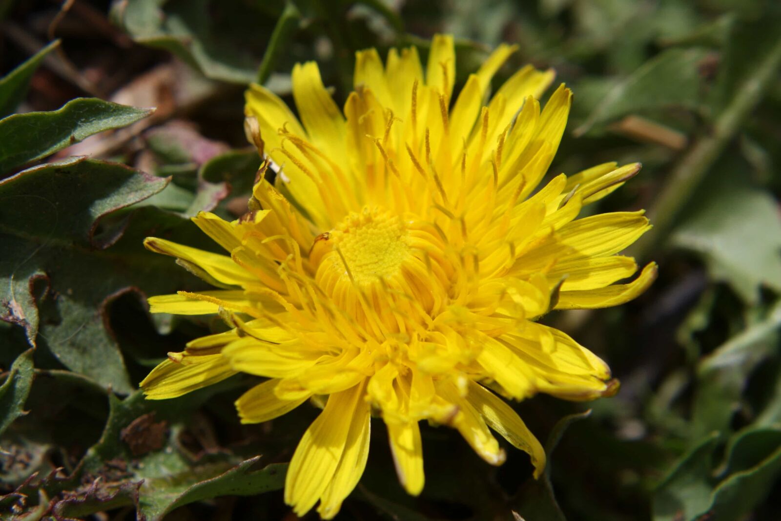 f/3.5-5.6 IS sample photo. Herb, dandelion, plant, nature photography