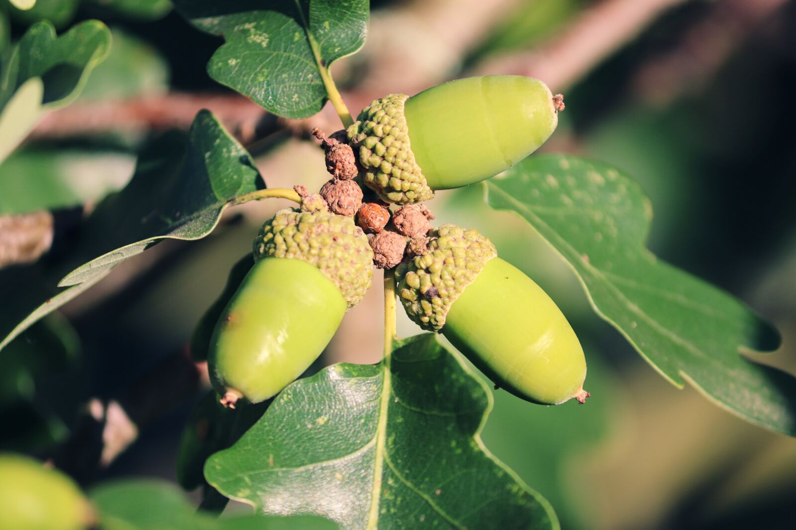 Canon EOS 200D (EOS Rebel SL2 / EOS Kiss X9) sample photo. Acorns, oak, quercus photography